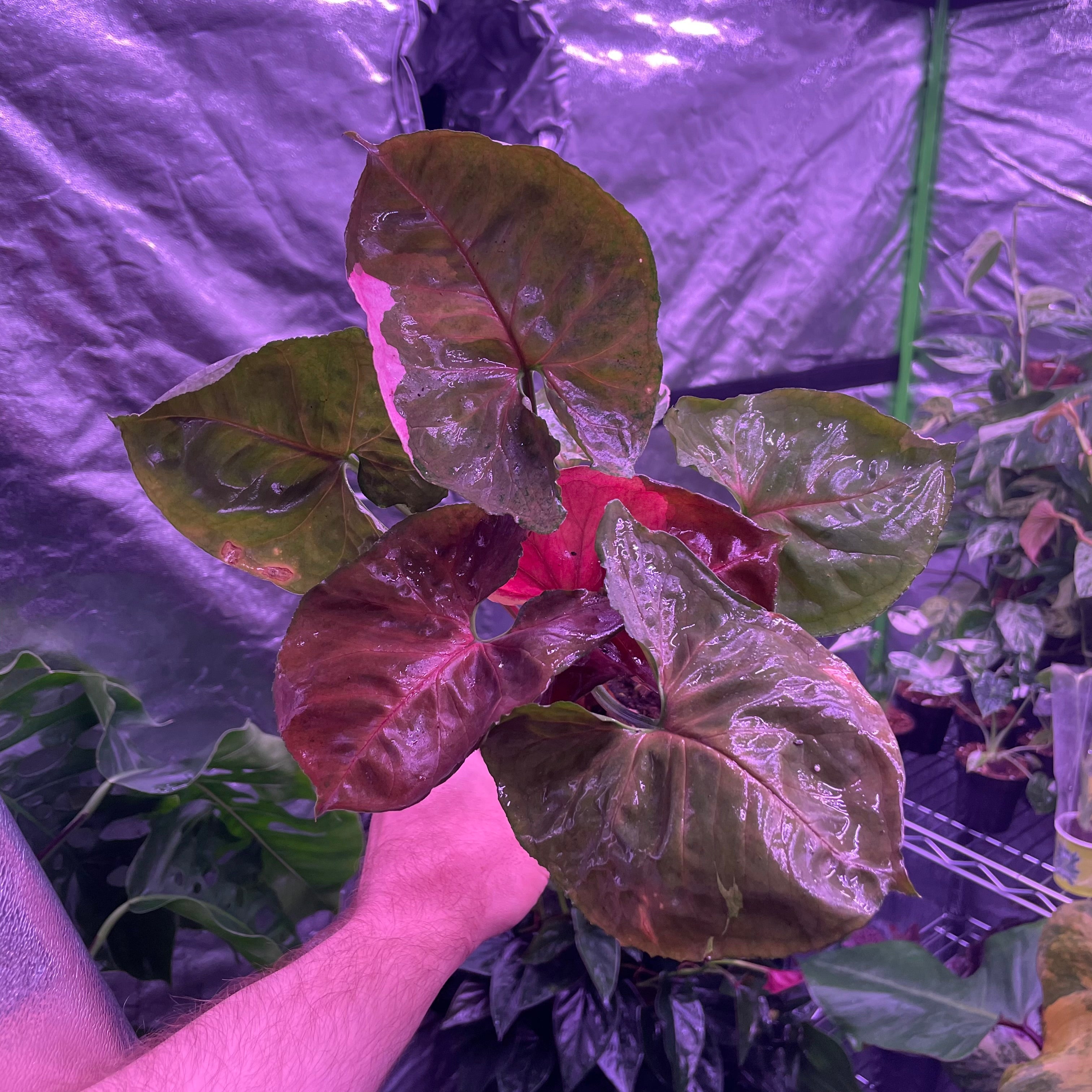 Syngonium Strawberry Ice