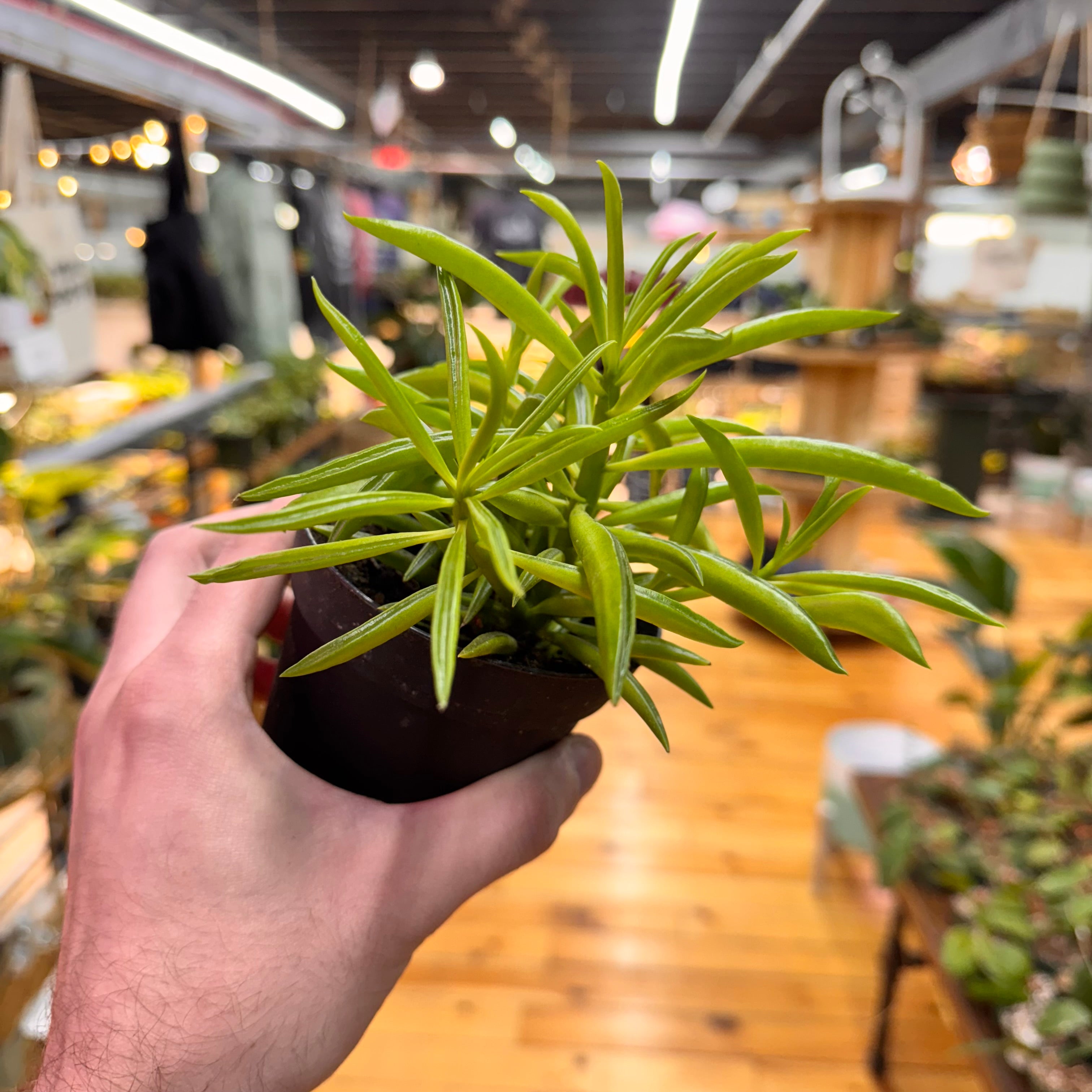 Peperomia Green Bean
