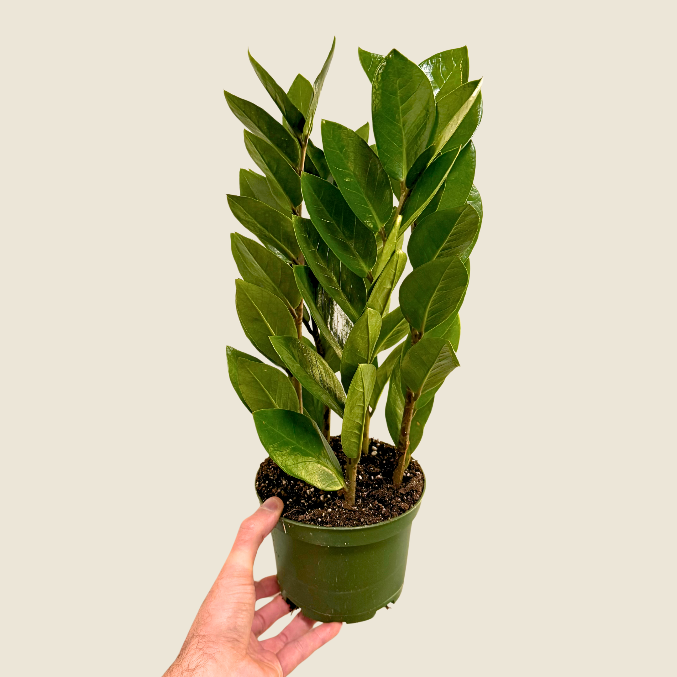 Zamioculas Zamiifolia &