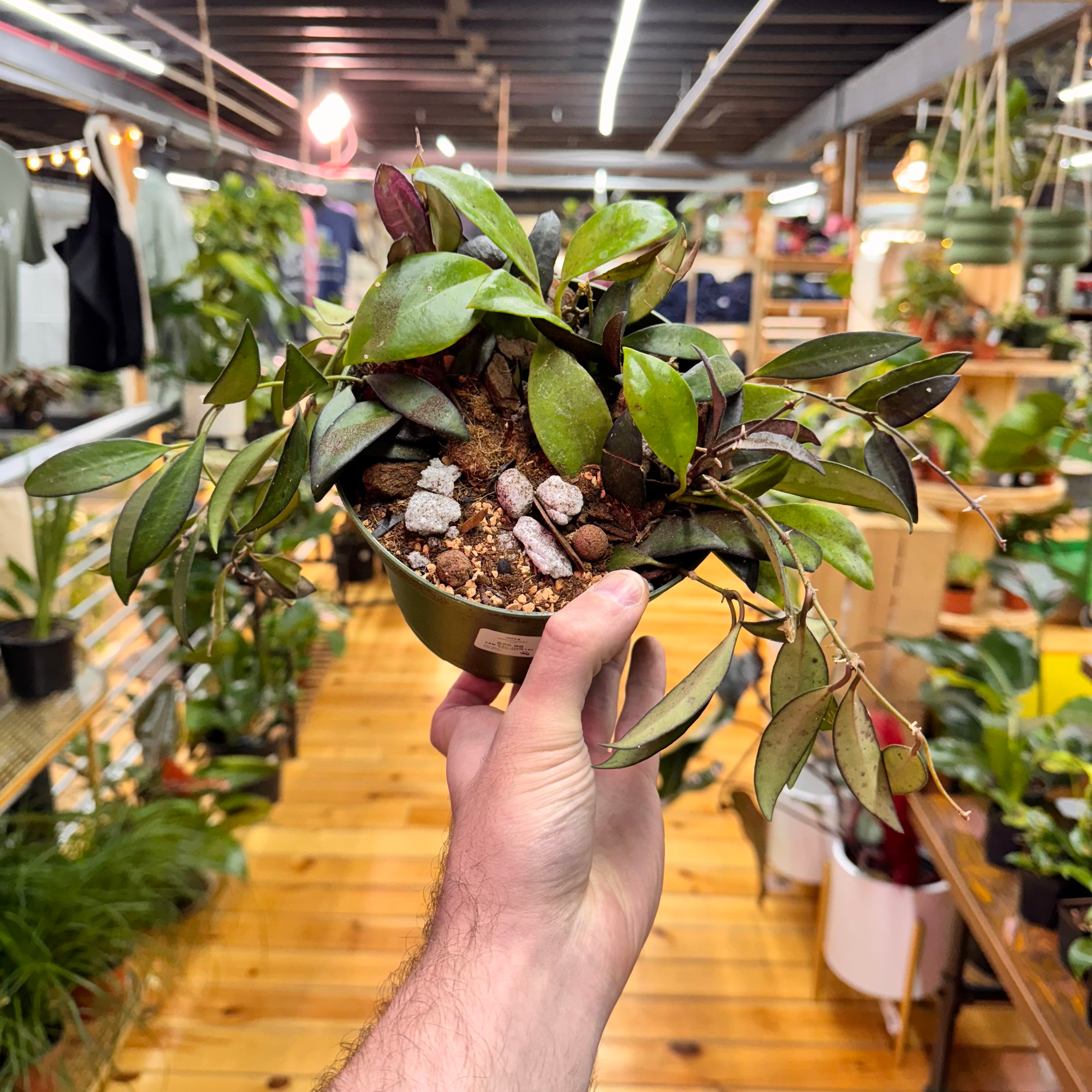 Hoya Arrangement
