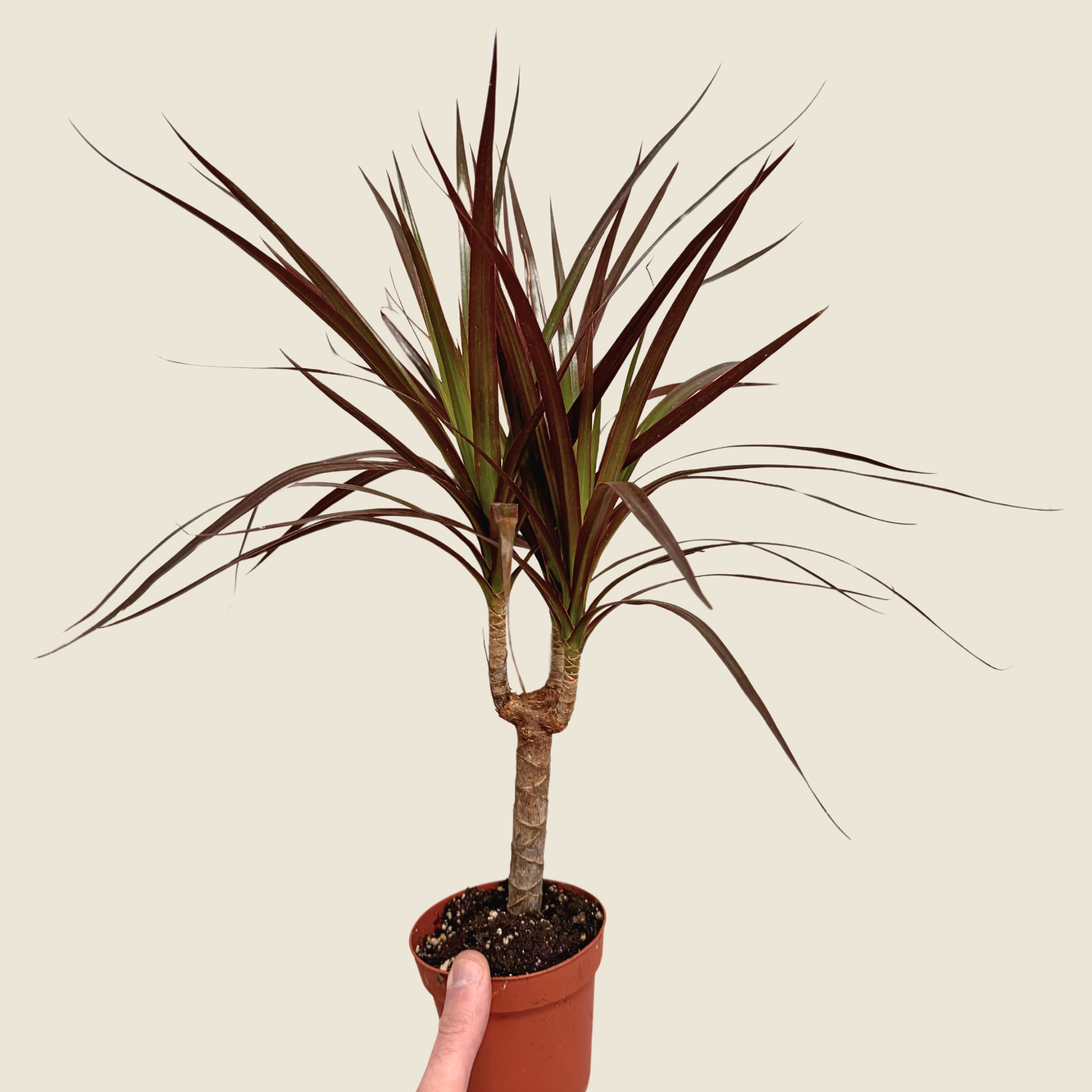 Dracaena Marginata &