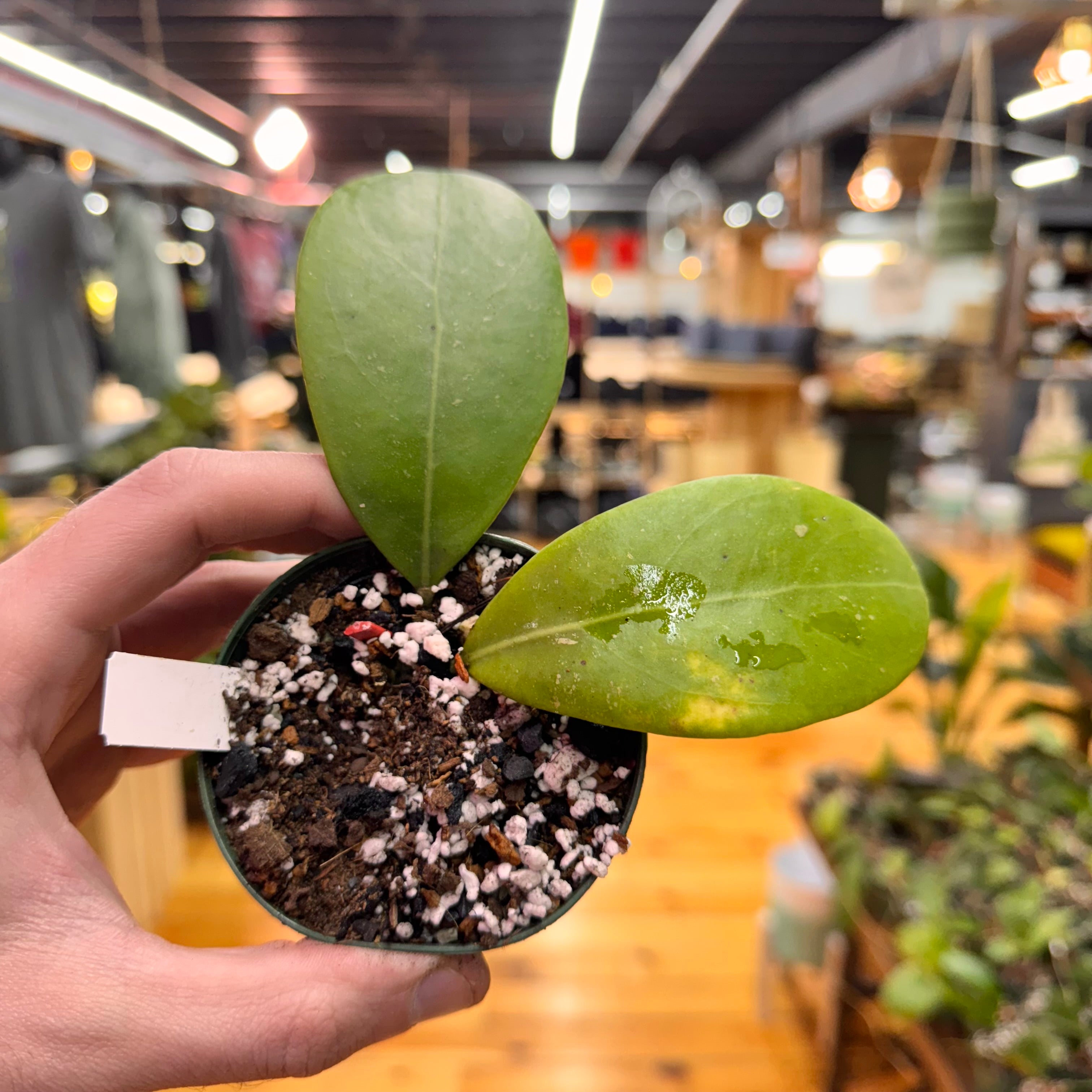 Hoya Mindorensis &