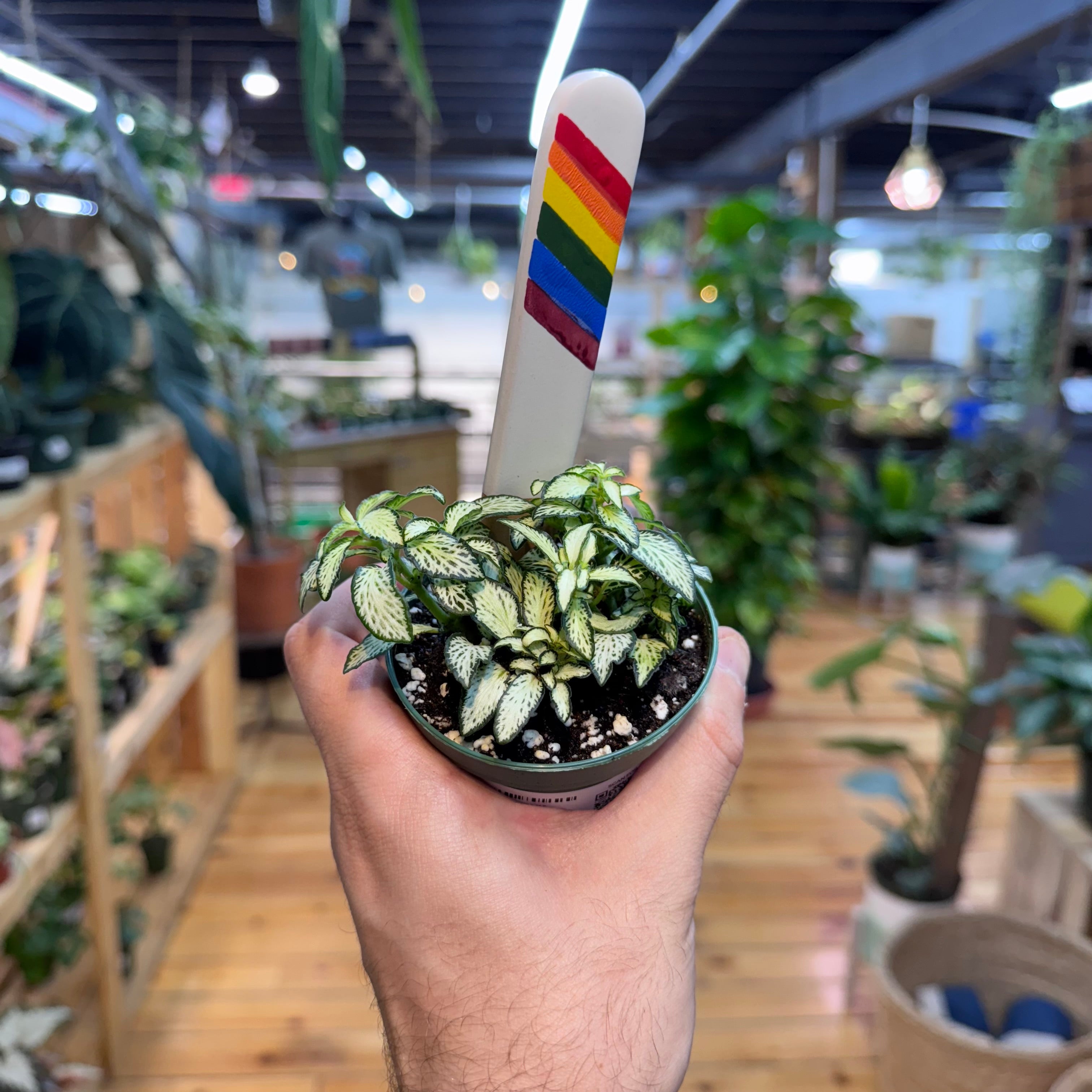 Fittonia &