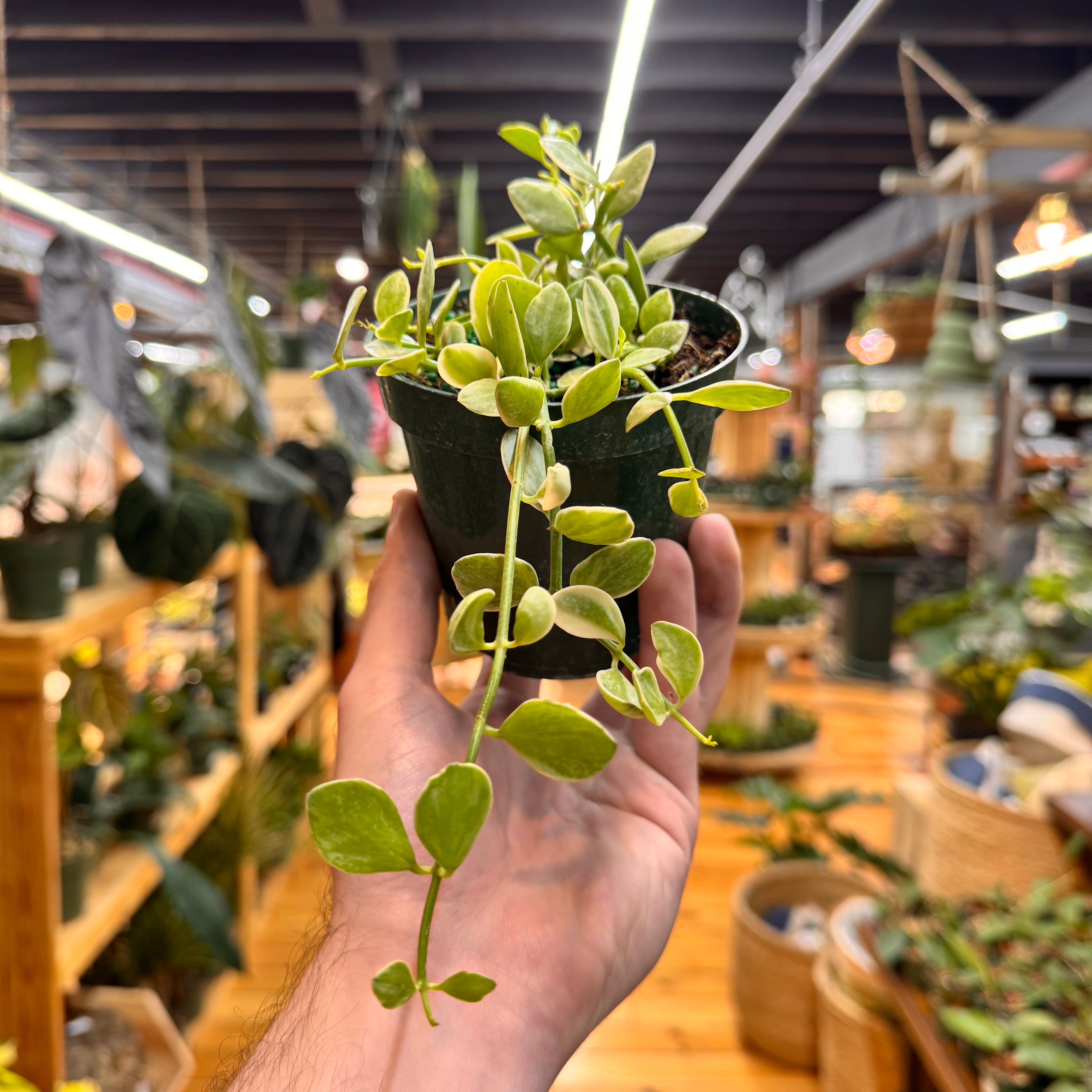Dischidia Oiantha