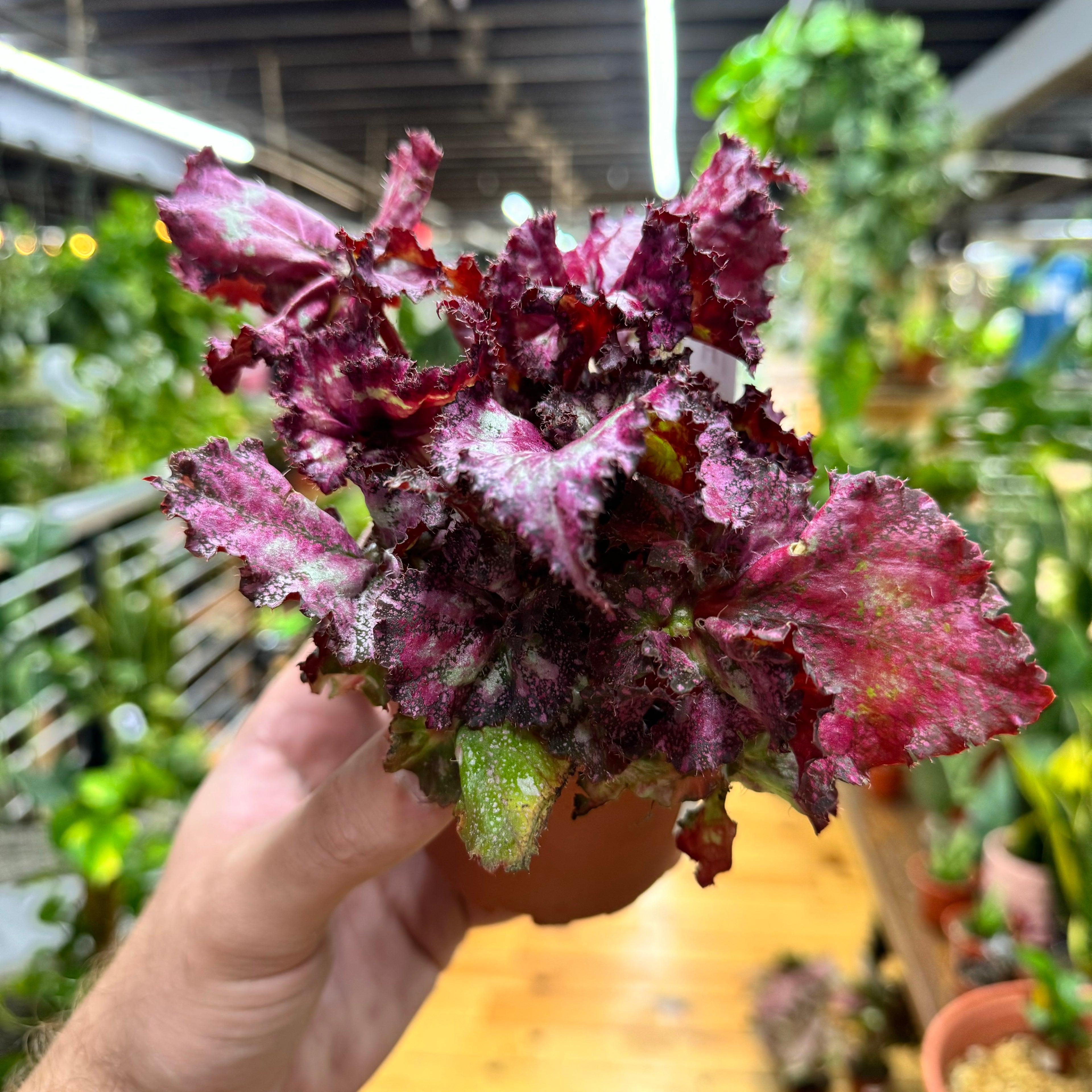 Begonia Pink Missy