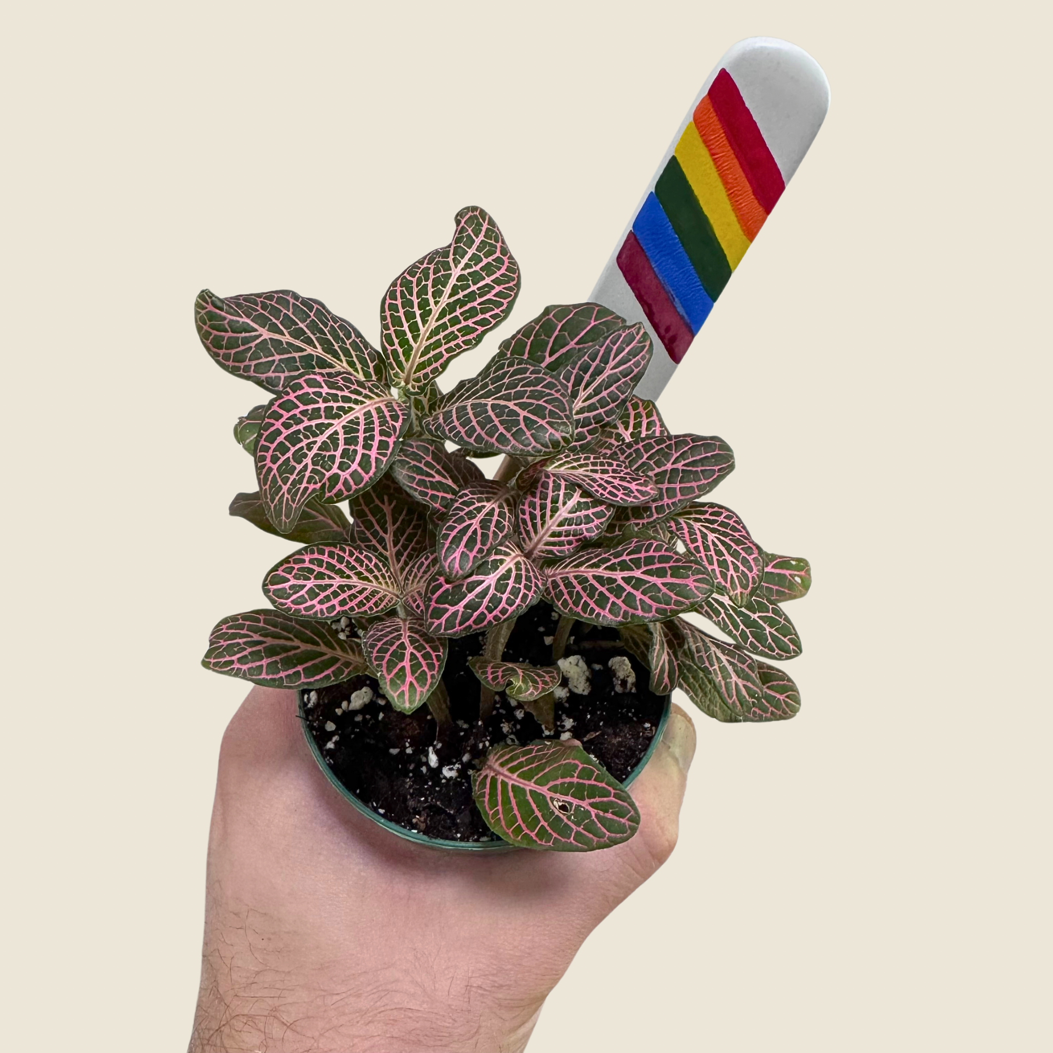 Fittonia &