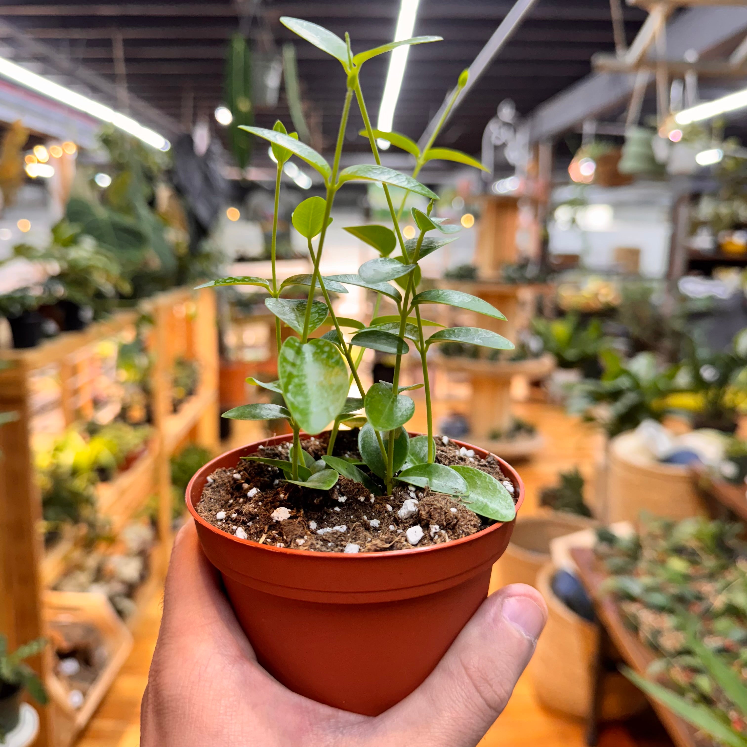 Hoya Cumingiana