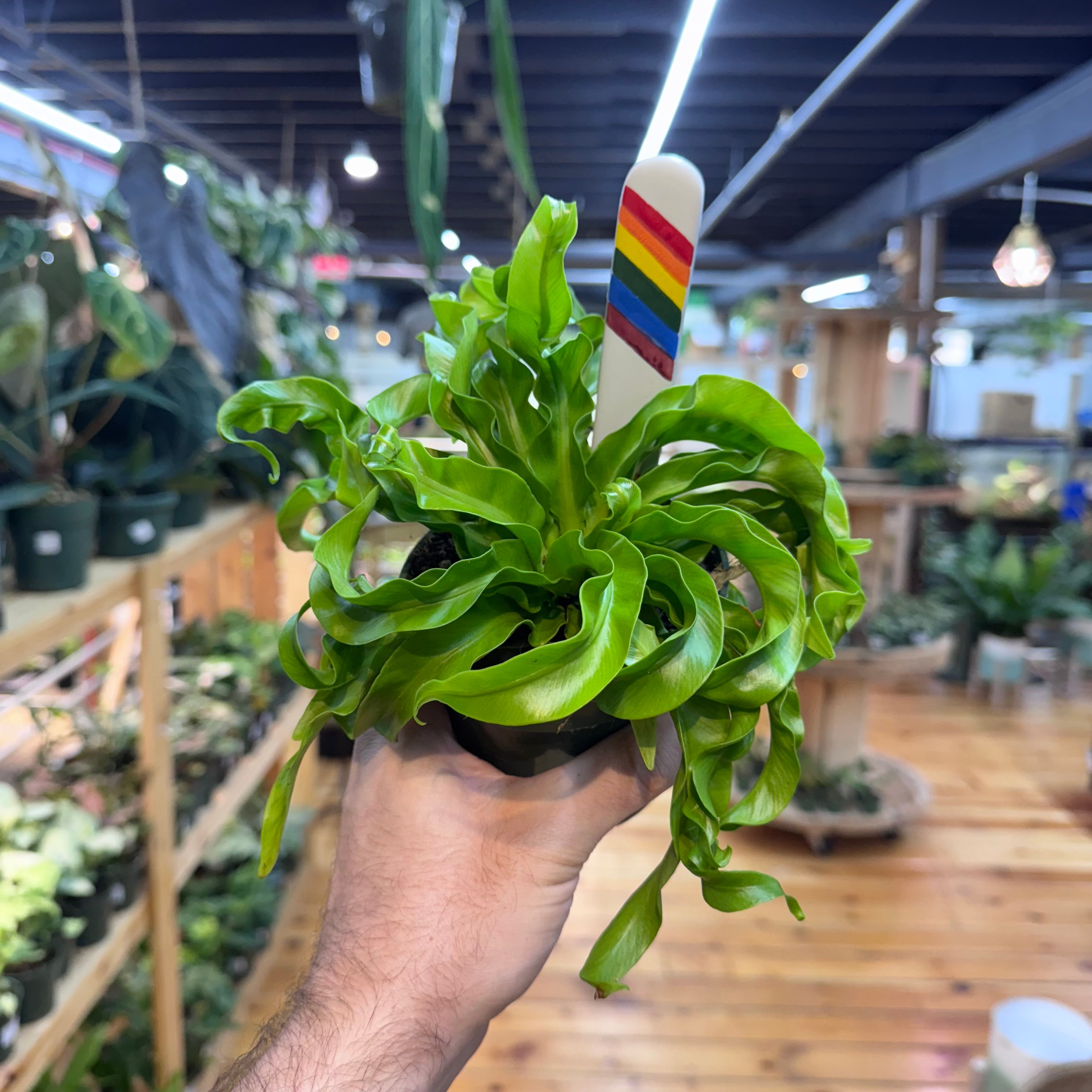 Fern Hurricane