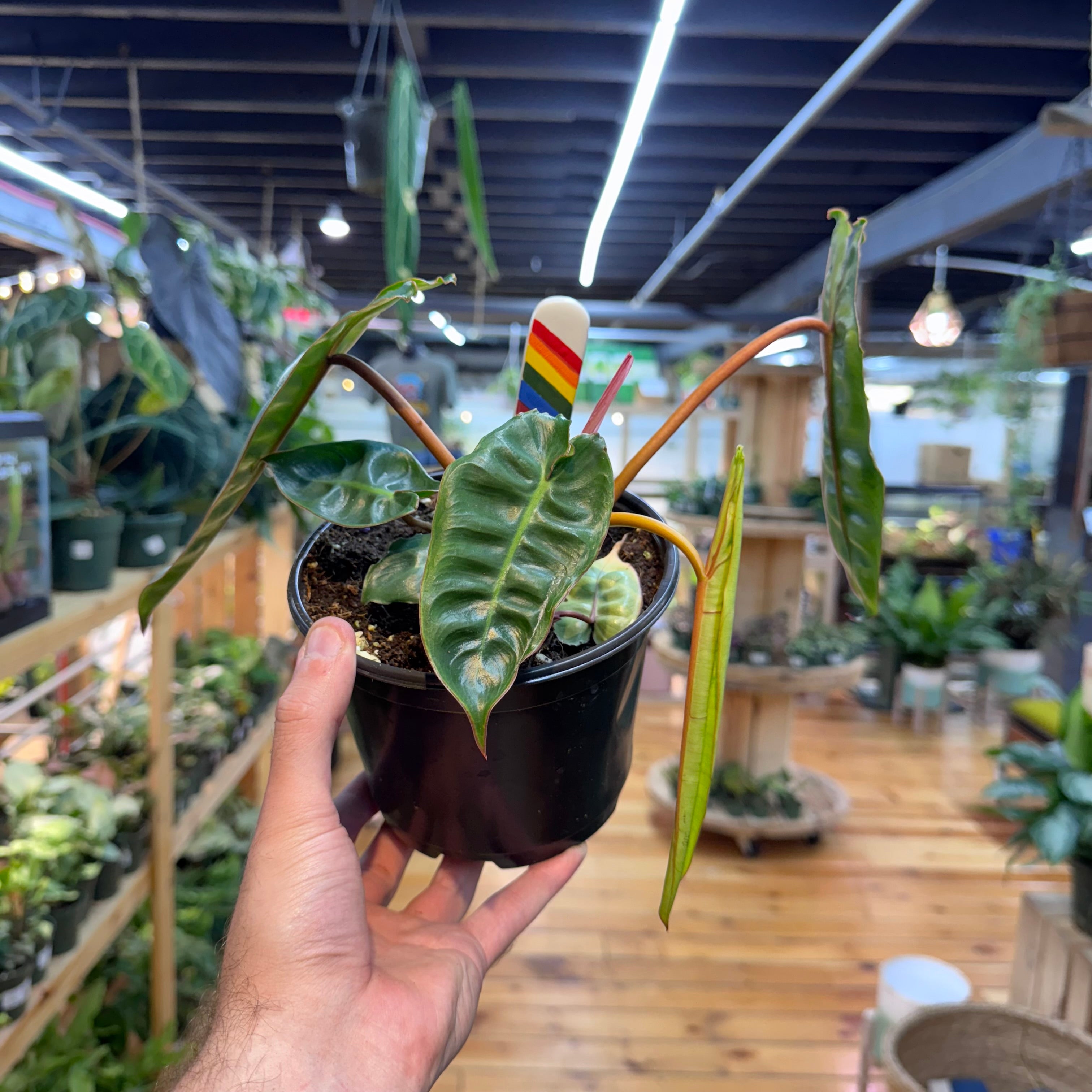 Philodendron Billietiae