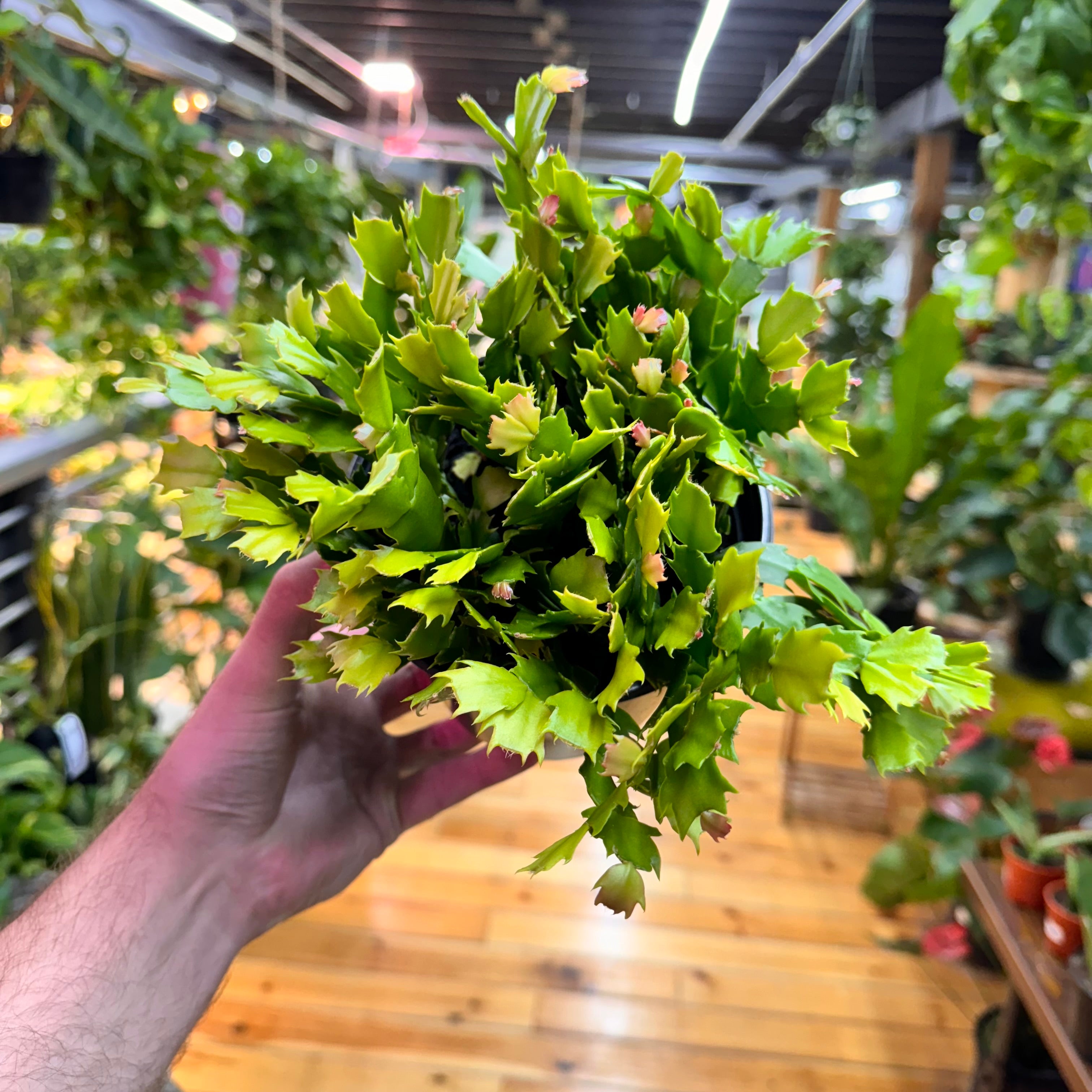 Schlumbergera Holiday Cactus