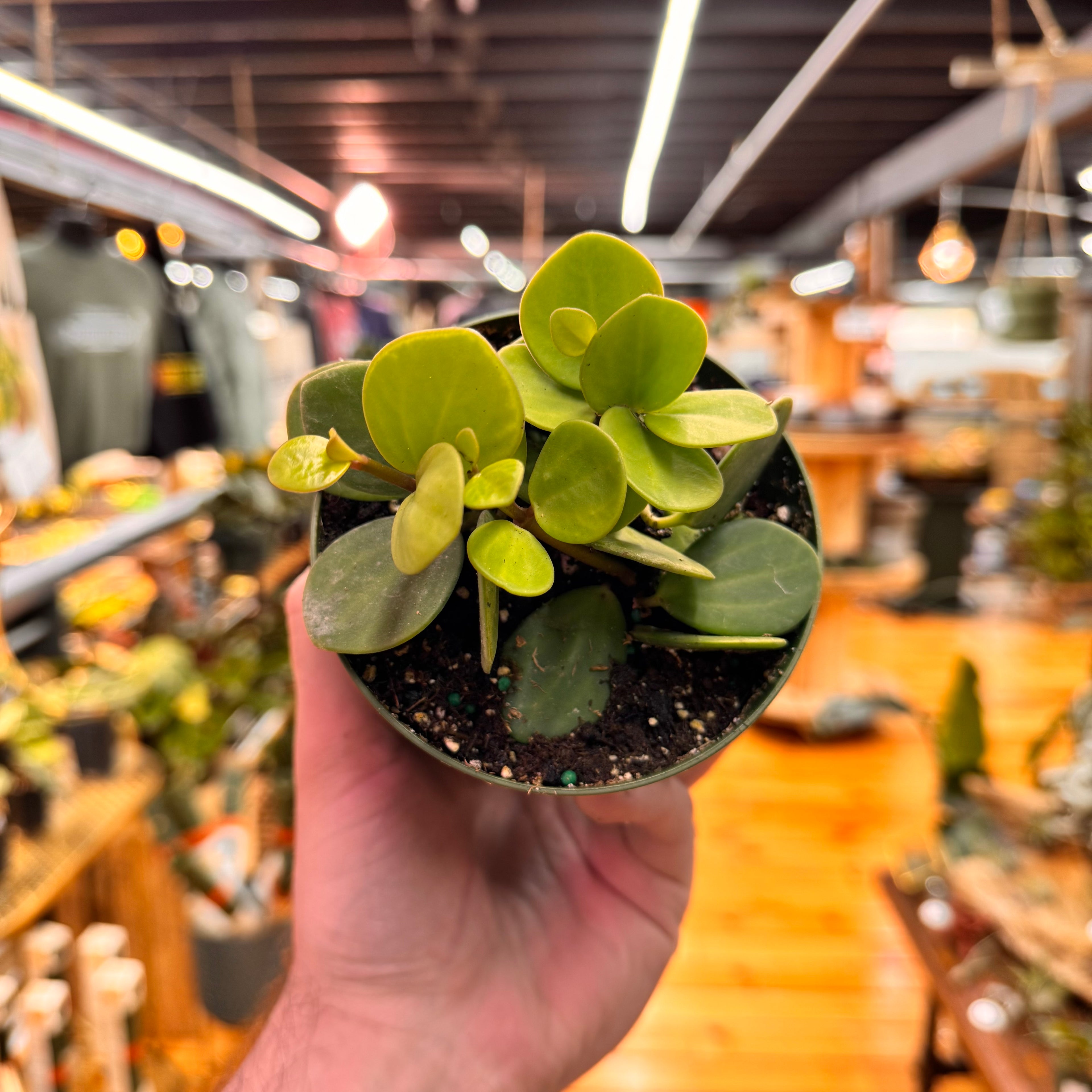 Peperomia Hope