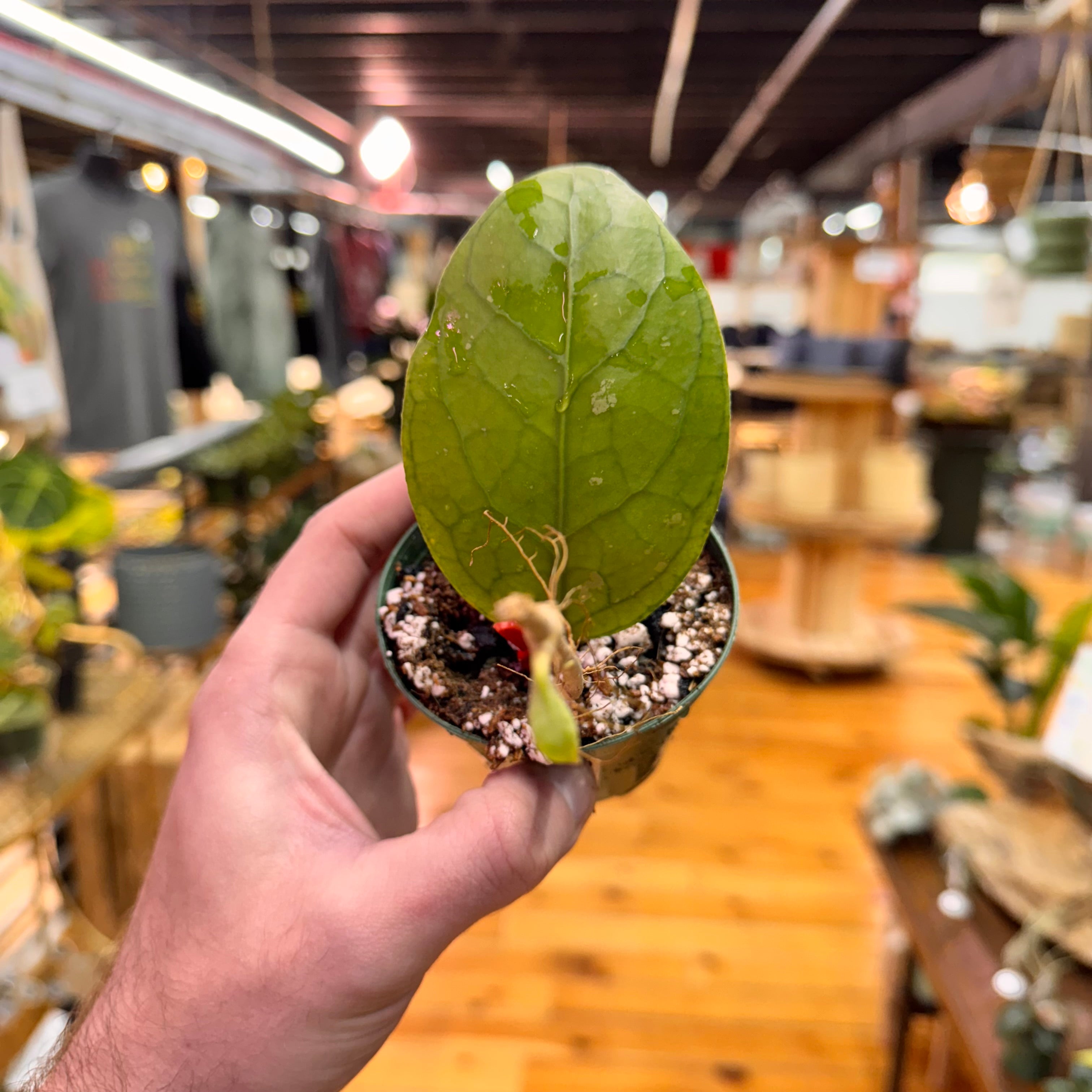 Hoya sp. Tanggamus &