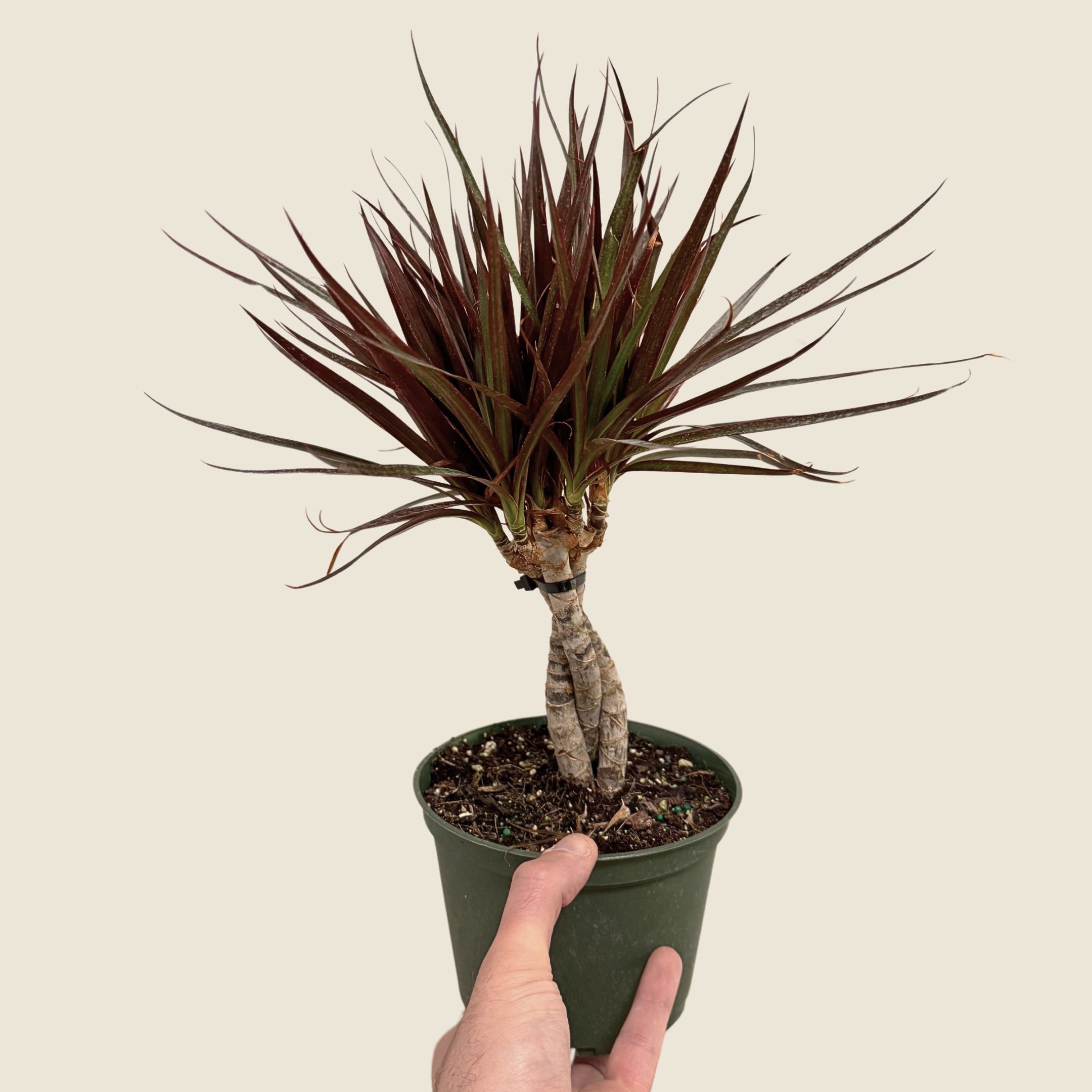 Dracaena Marginata &
