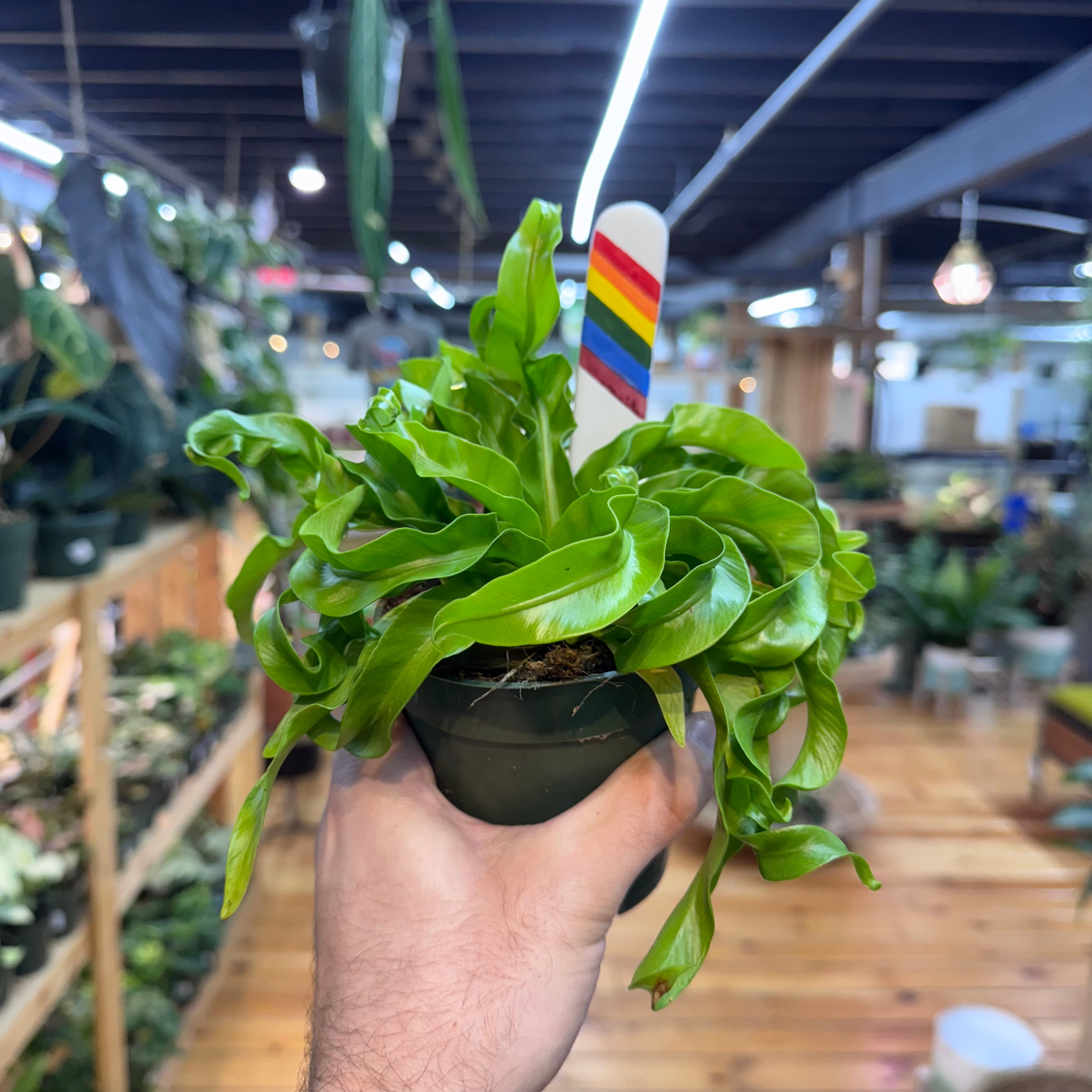 Fern Hurricane