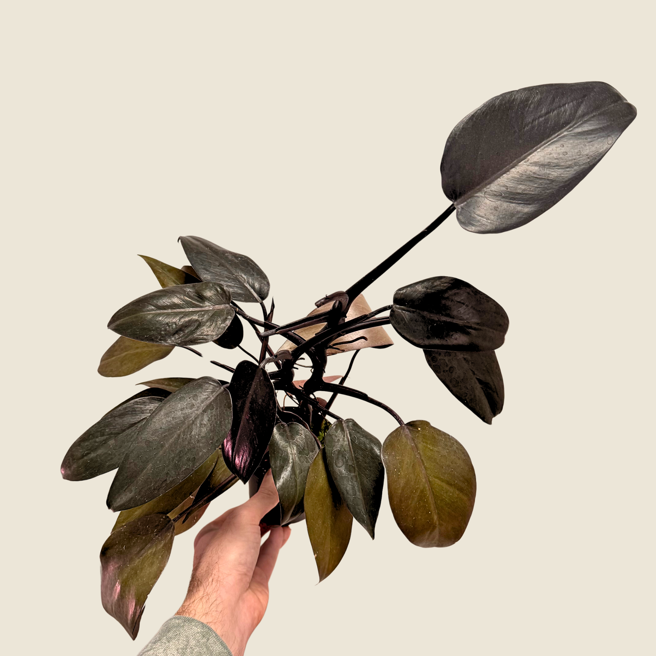 Philodendron Dark Lord