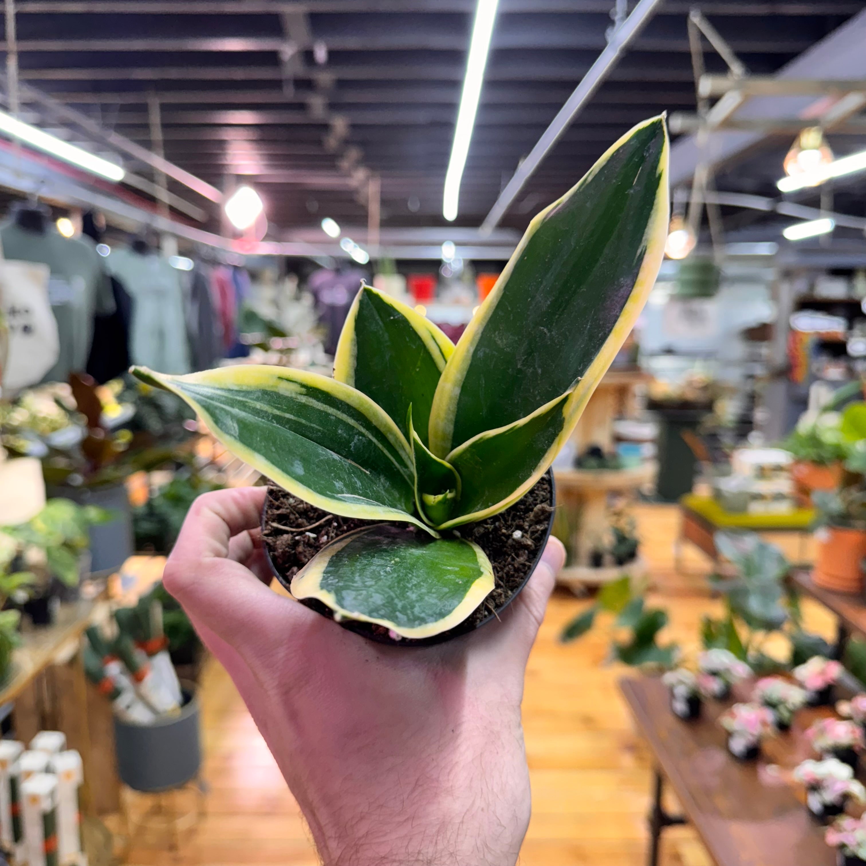 Sansevieria Lotus Hahnii