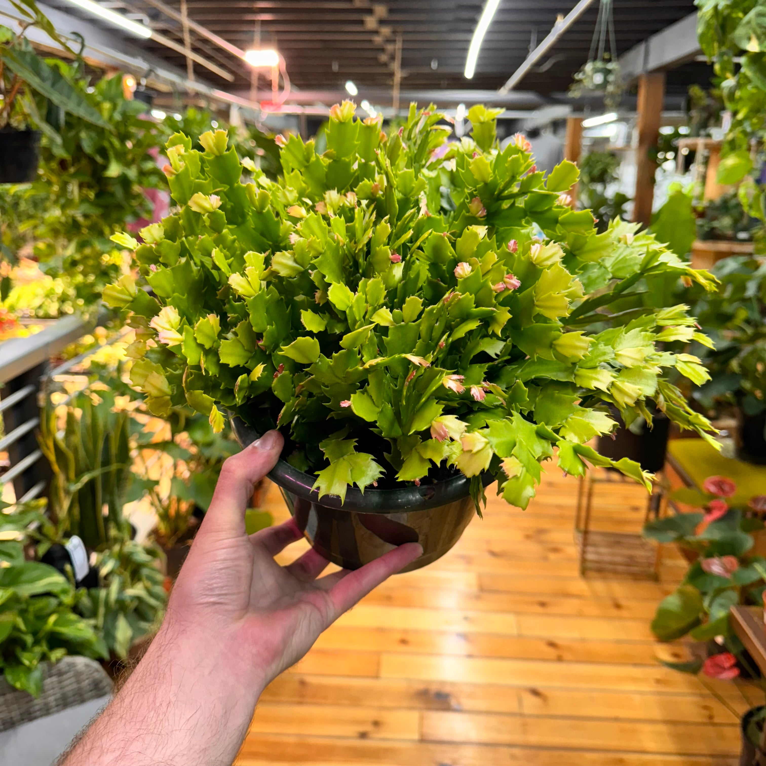 Schlumbergera Holiday Cactus