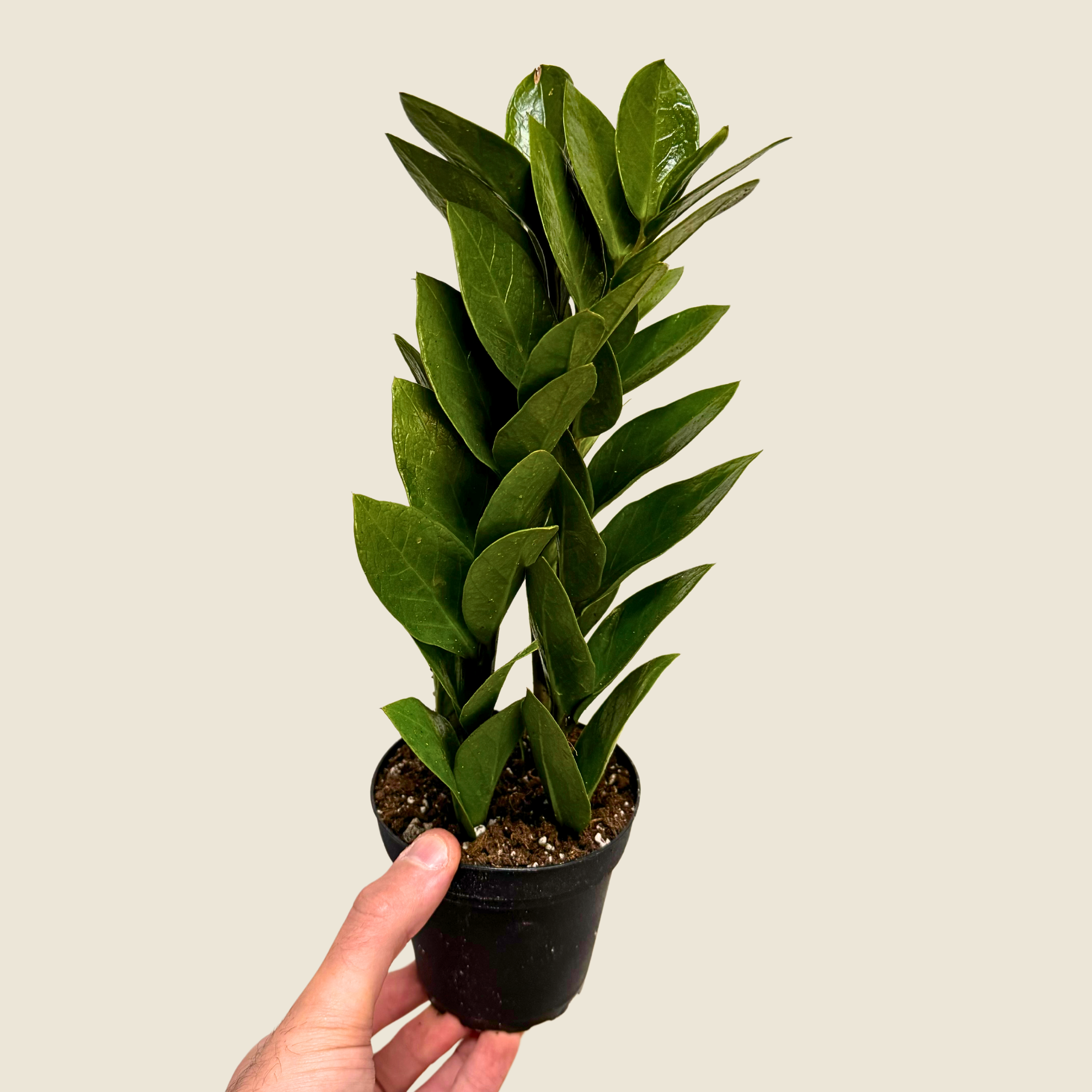 Zamioculas Zamiifolia &