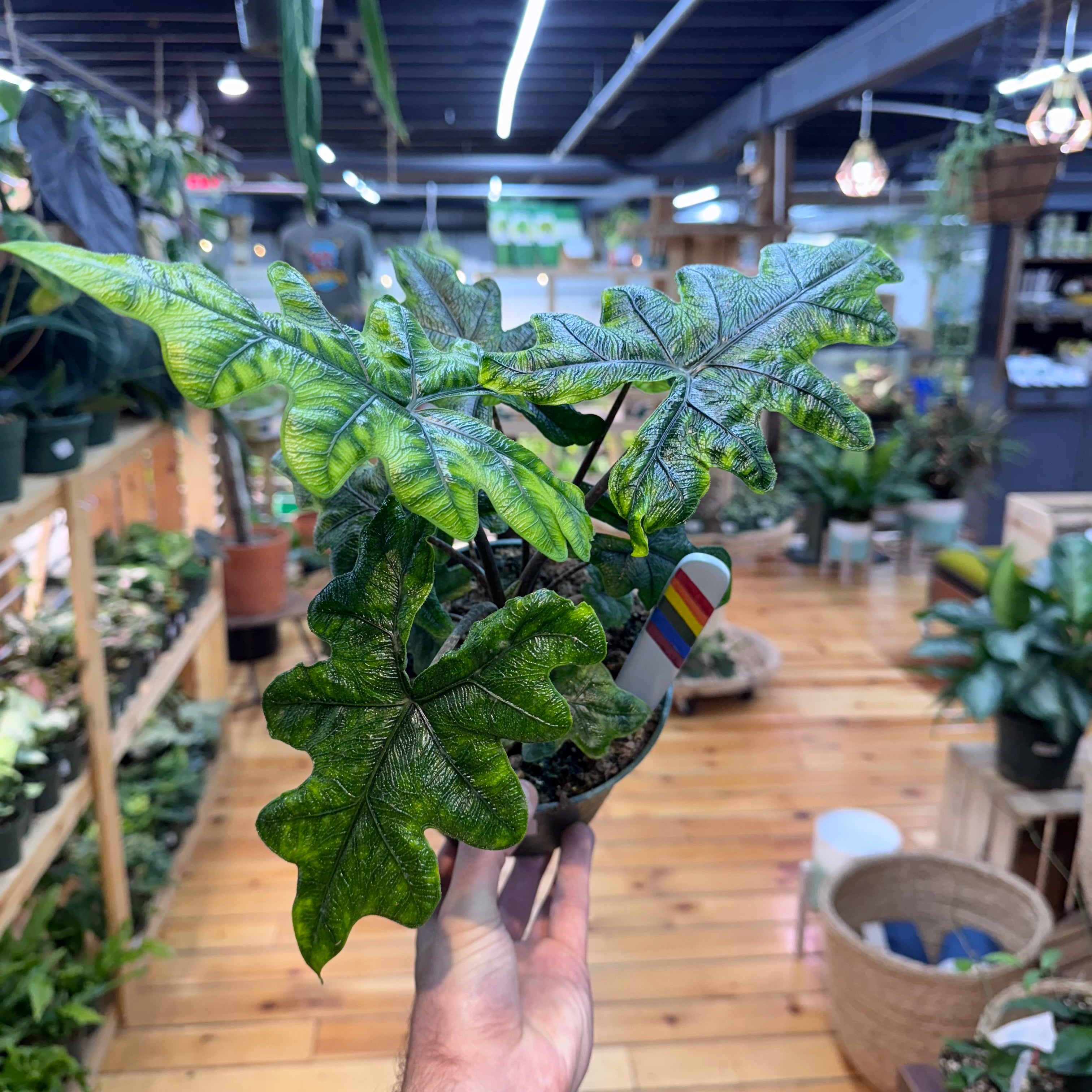 Alocasia Jacklyn