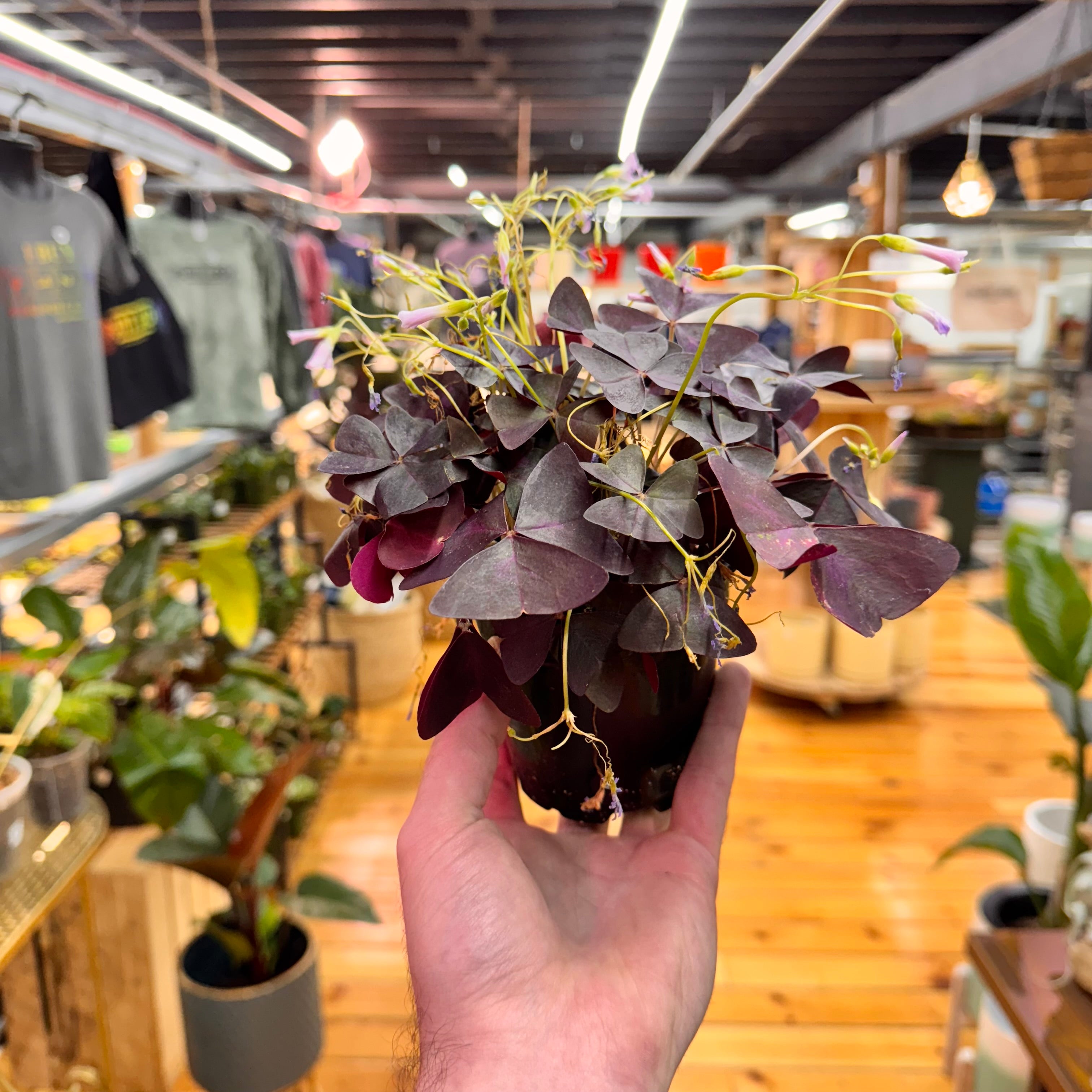 Oxalis Triangularis Purple Shamrock