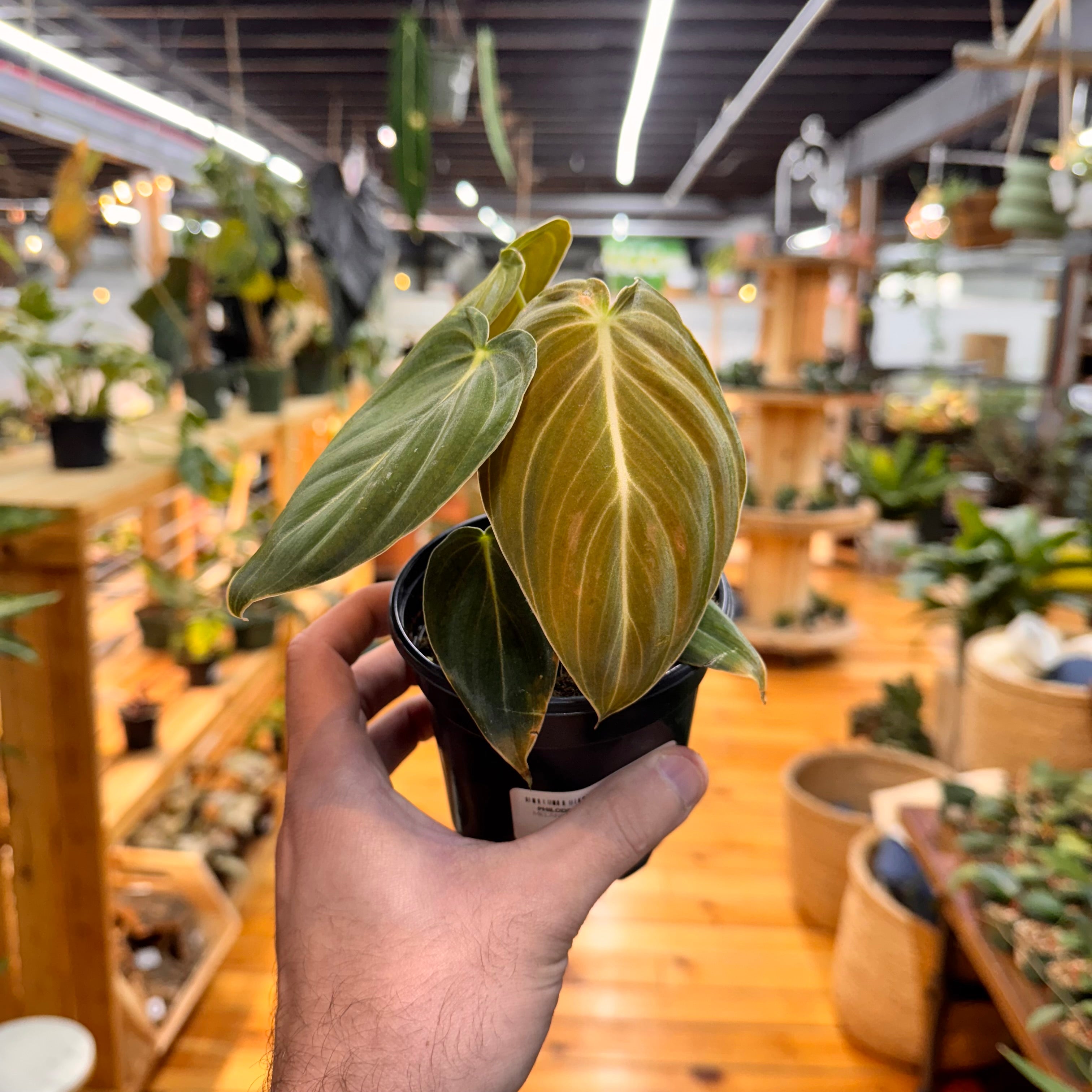 Philodendron Melanochrysum
