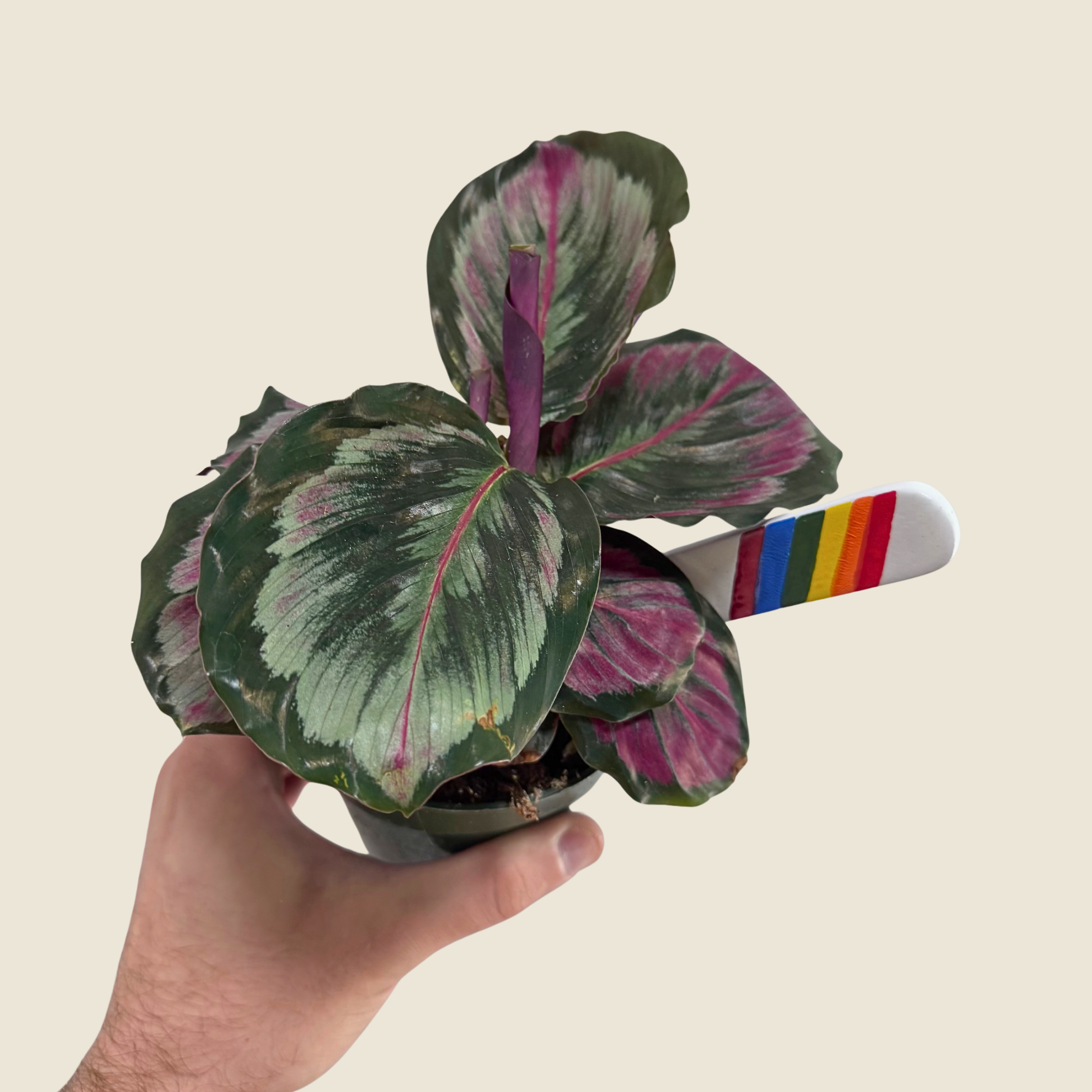 Calathea Mysty
