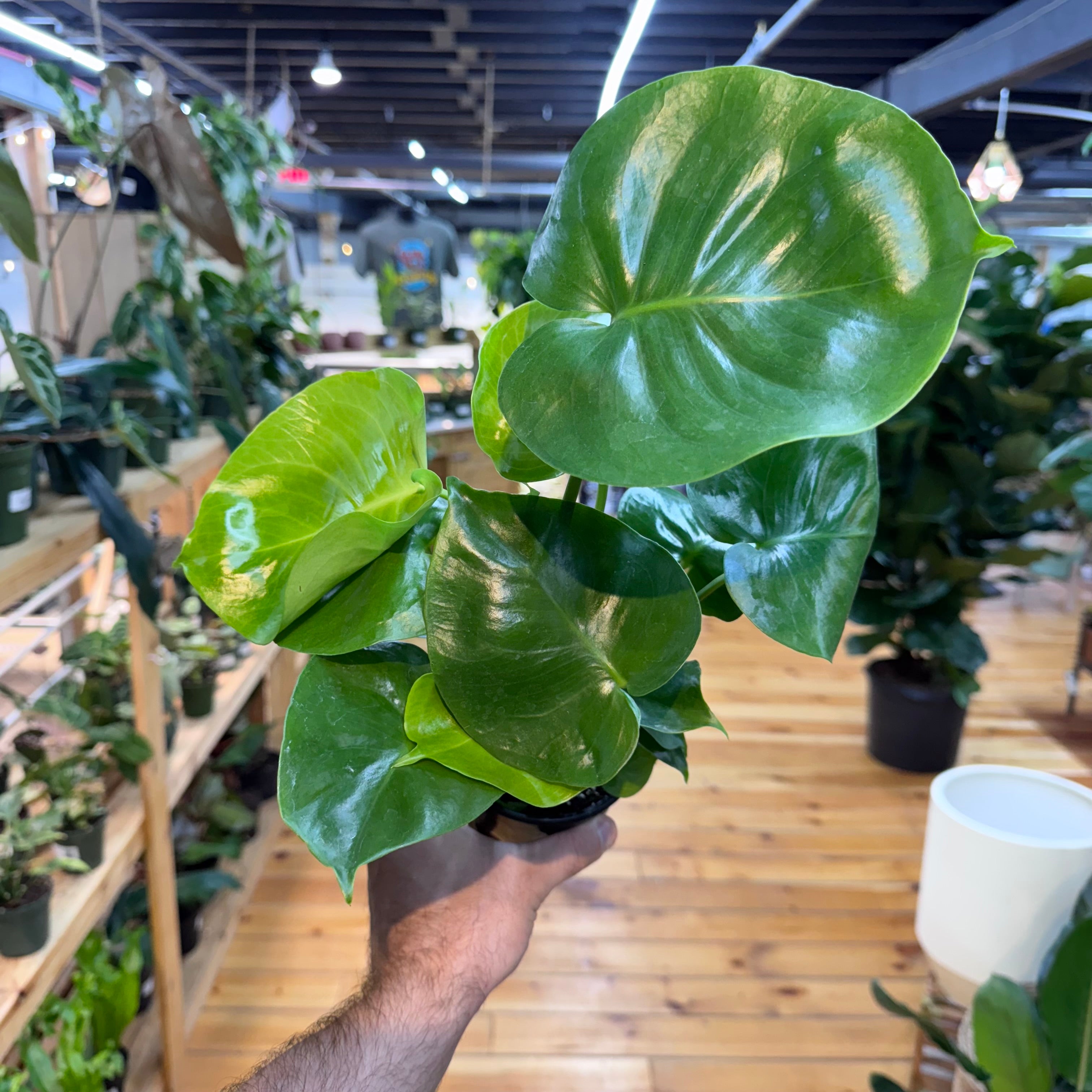 Monstera Deliciosa
