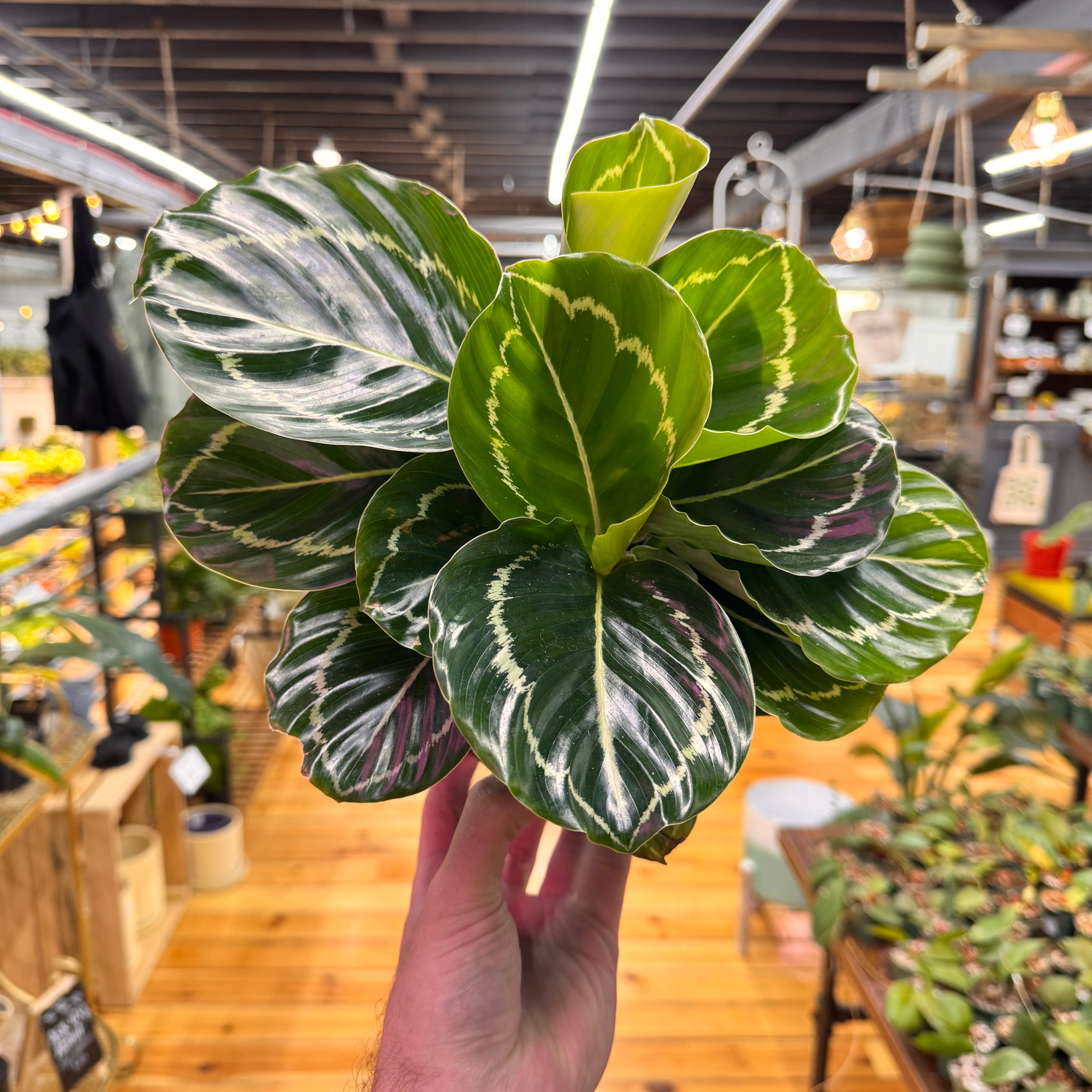 Calathea &