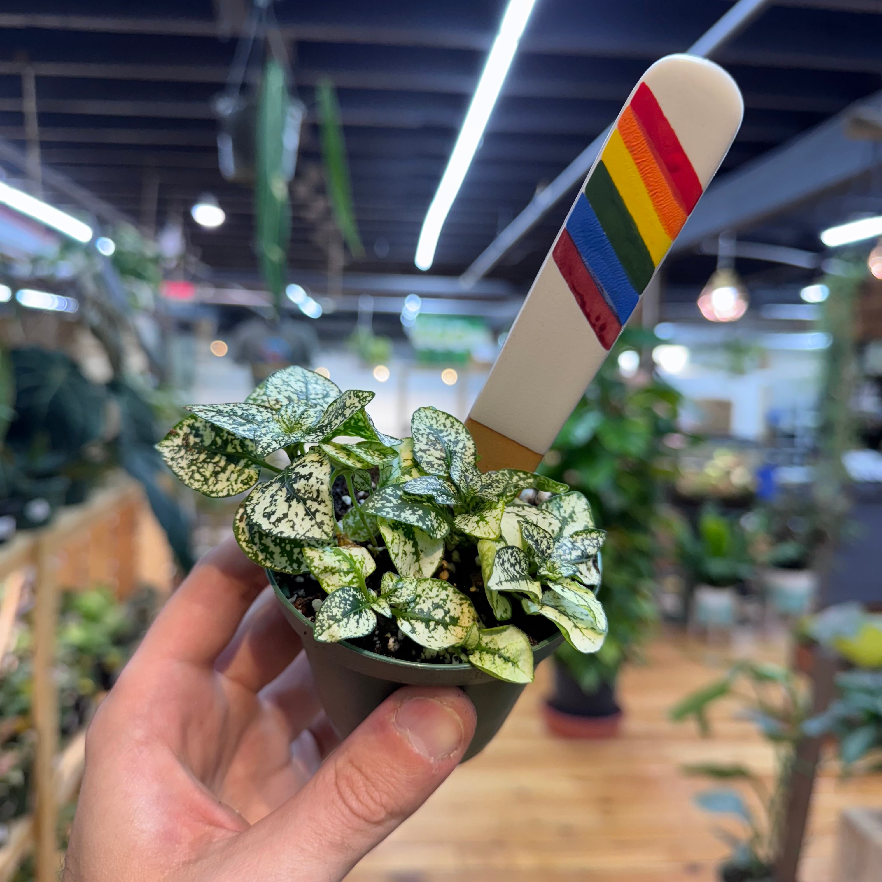 Hypoestes Polka Dot