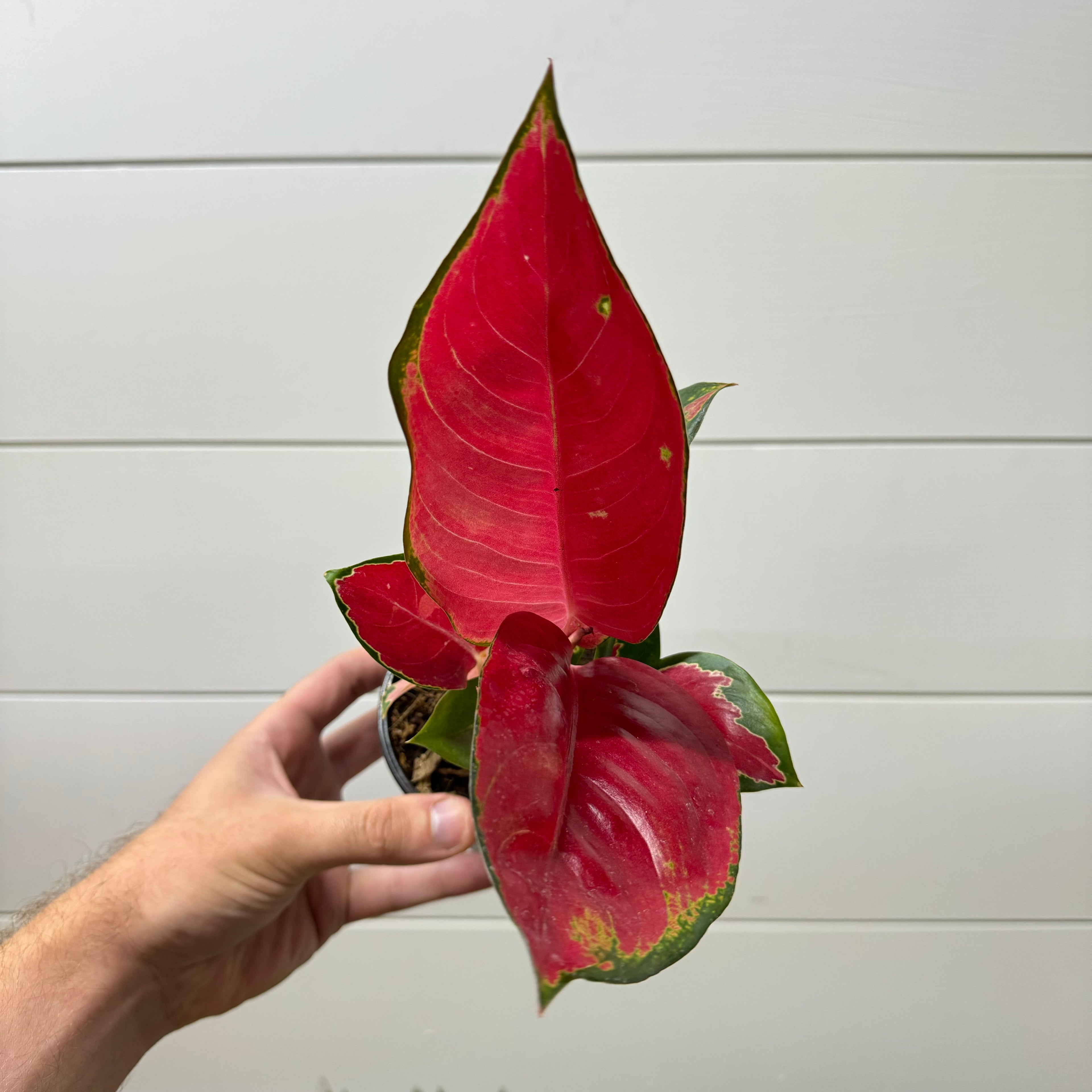 Aglaonema Red King