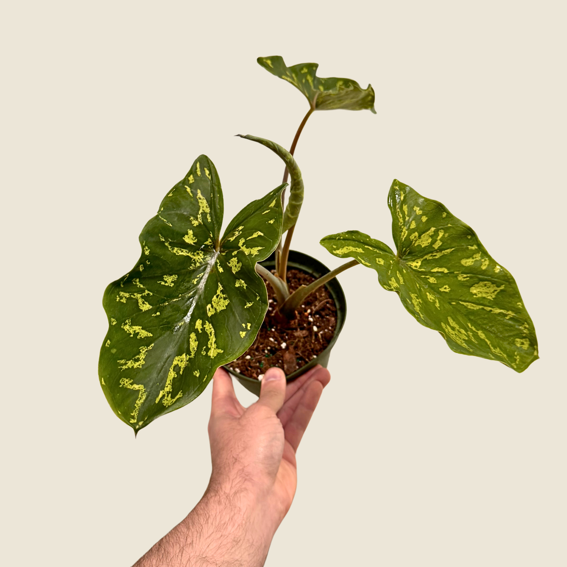 Alocasia Hilo Beauty
