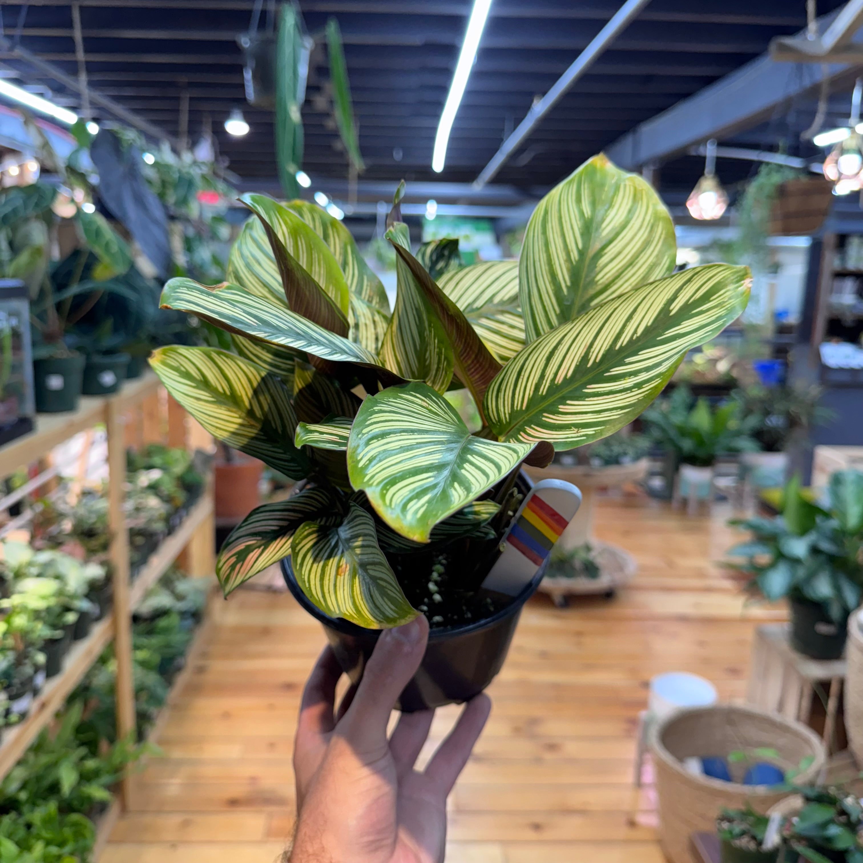 Calathea White Star