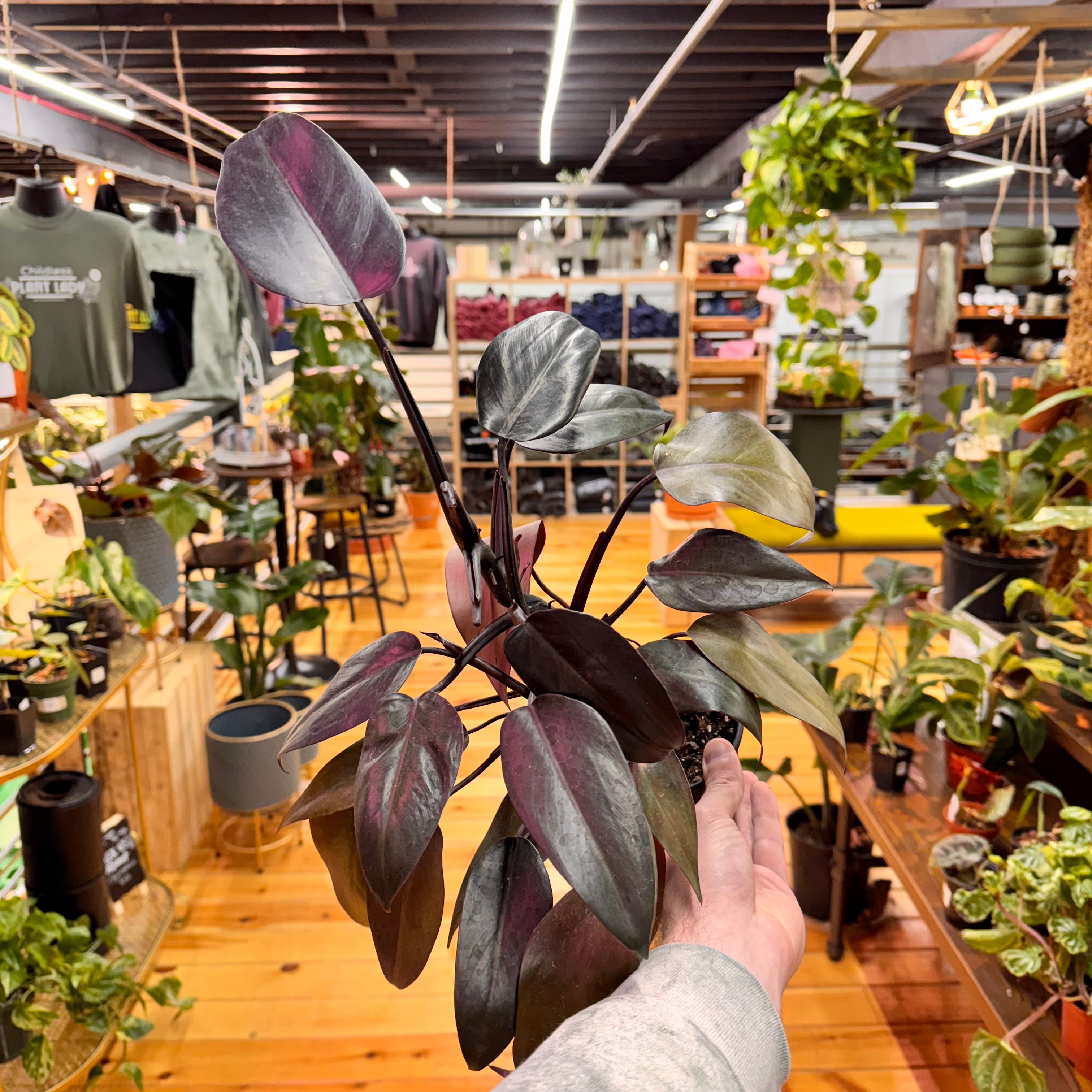 Philodendron Dark Lord