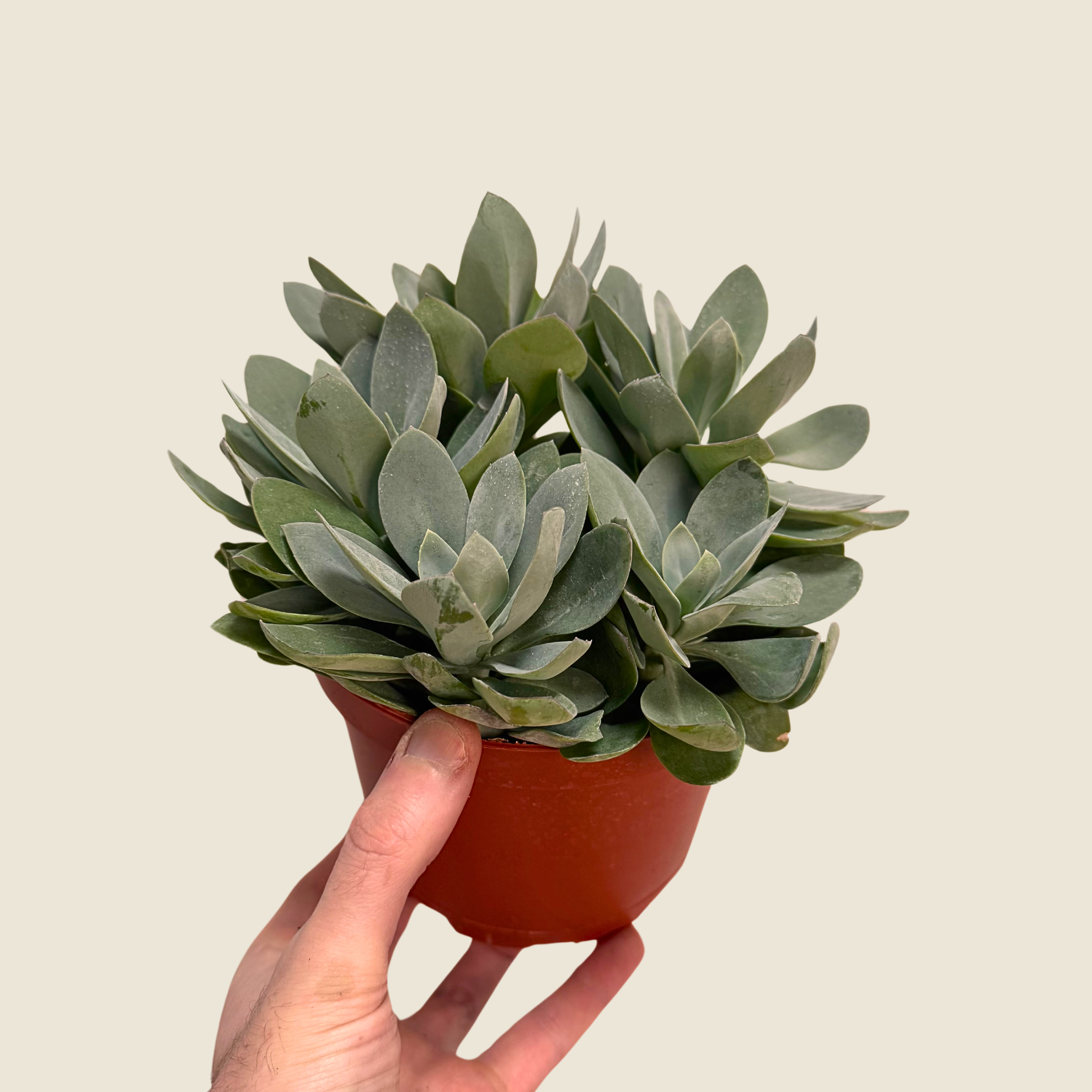 Assorted Large Succulents