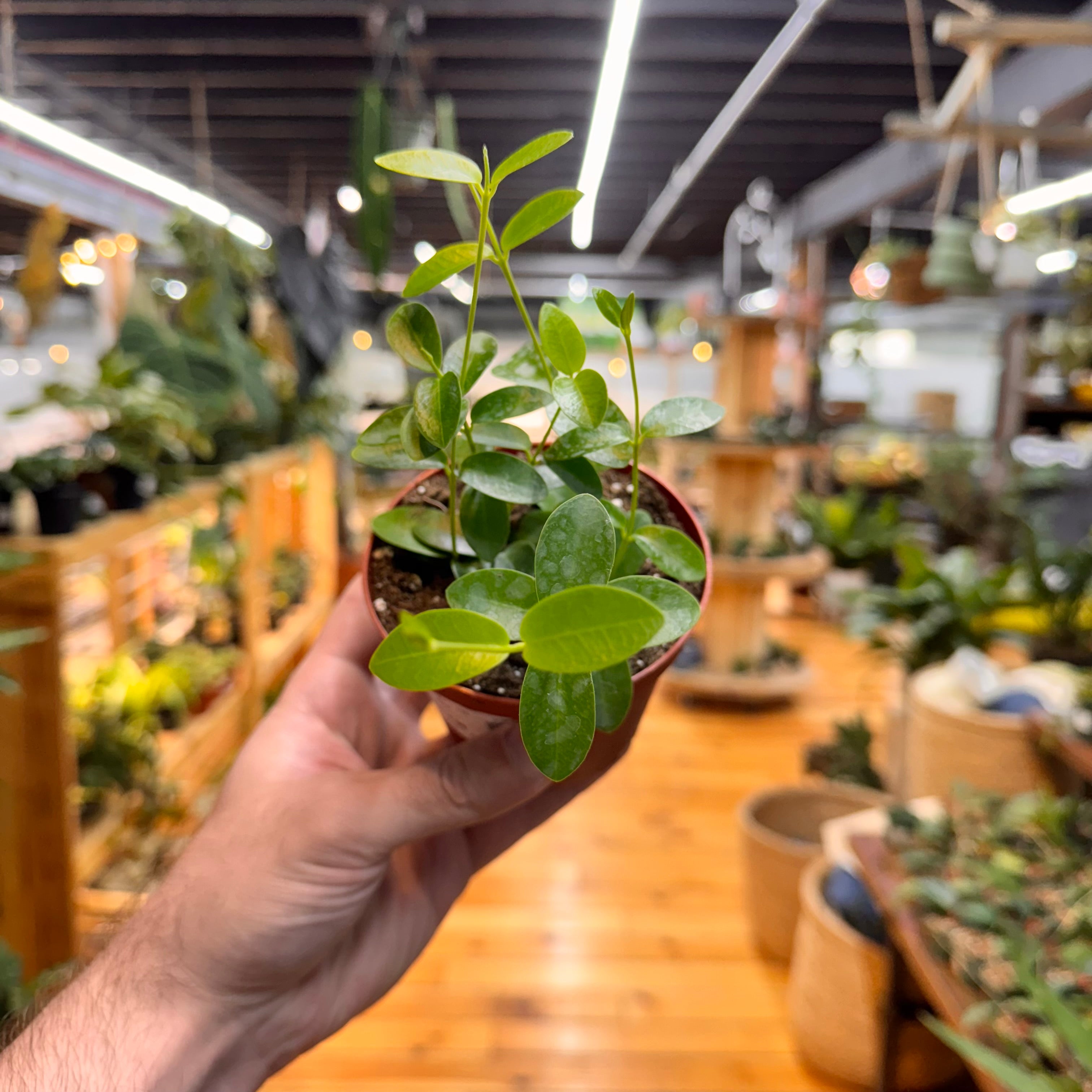 Hoya Cumingiana