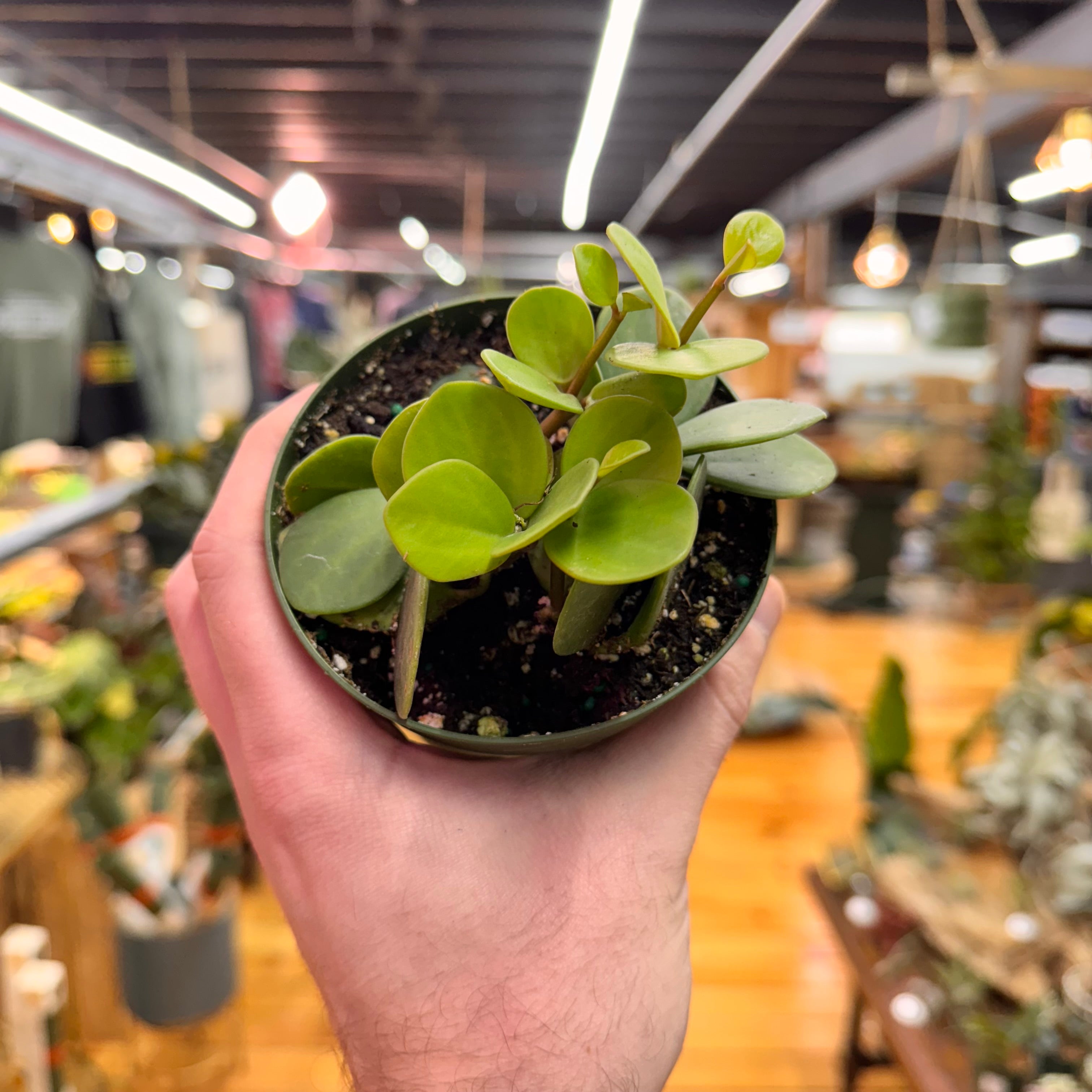 Peperomia Hope