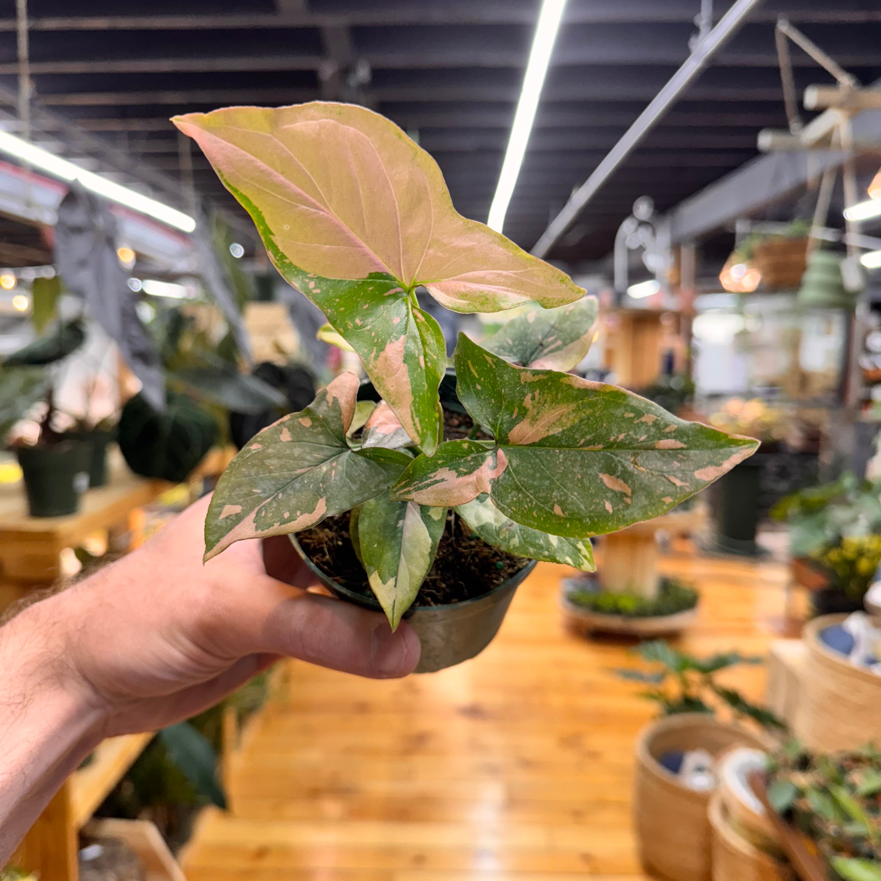 Syngonium Tricolor