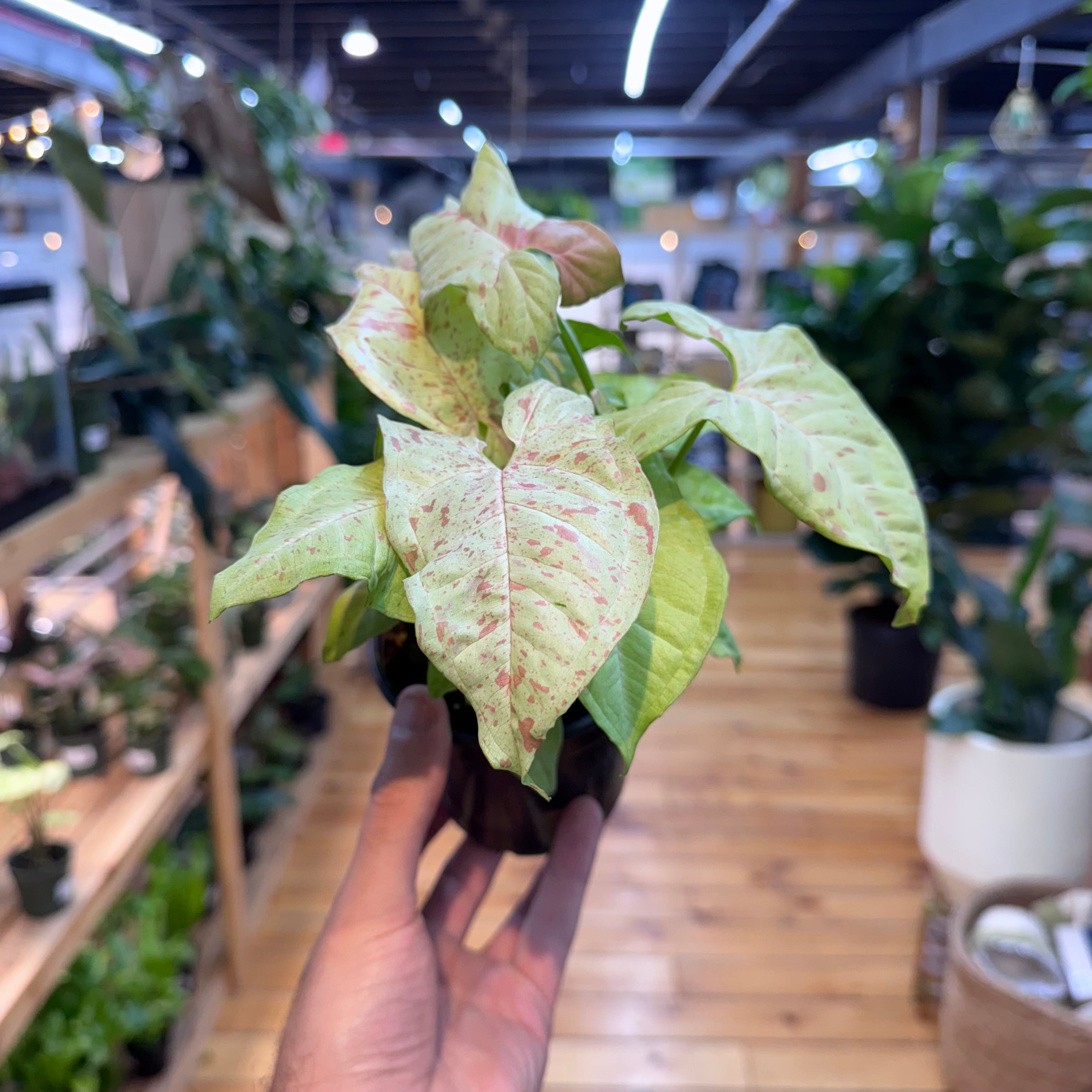 Hand holding a small potted plant with a blurred indoor setting in the background