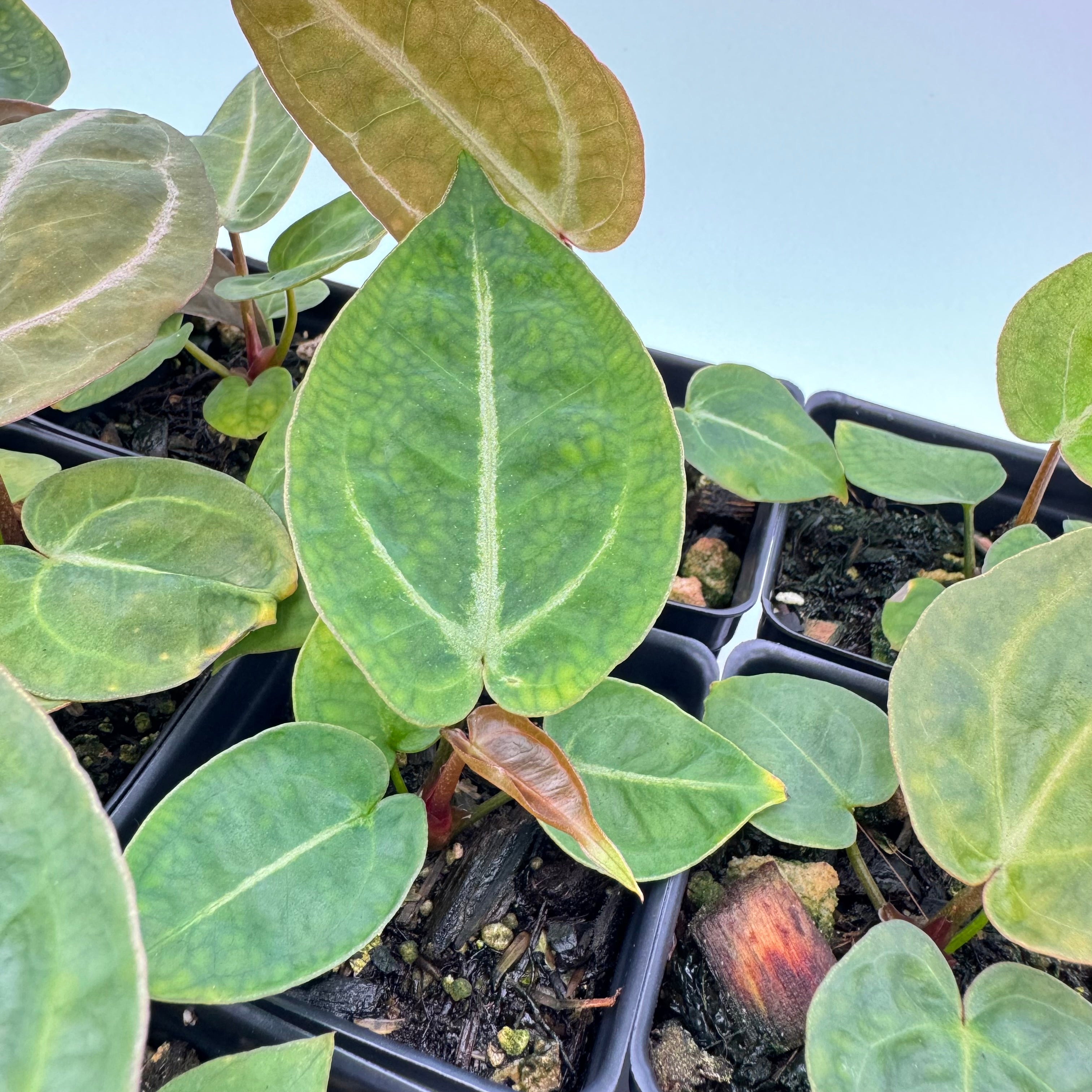 Anthurium Nurse Batch