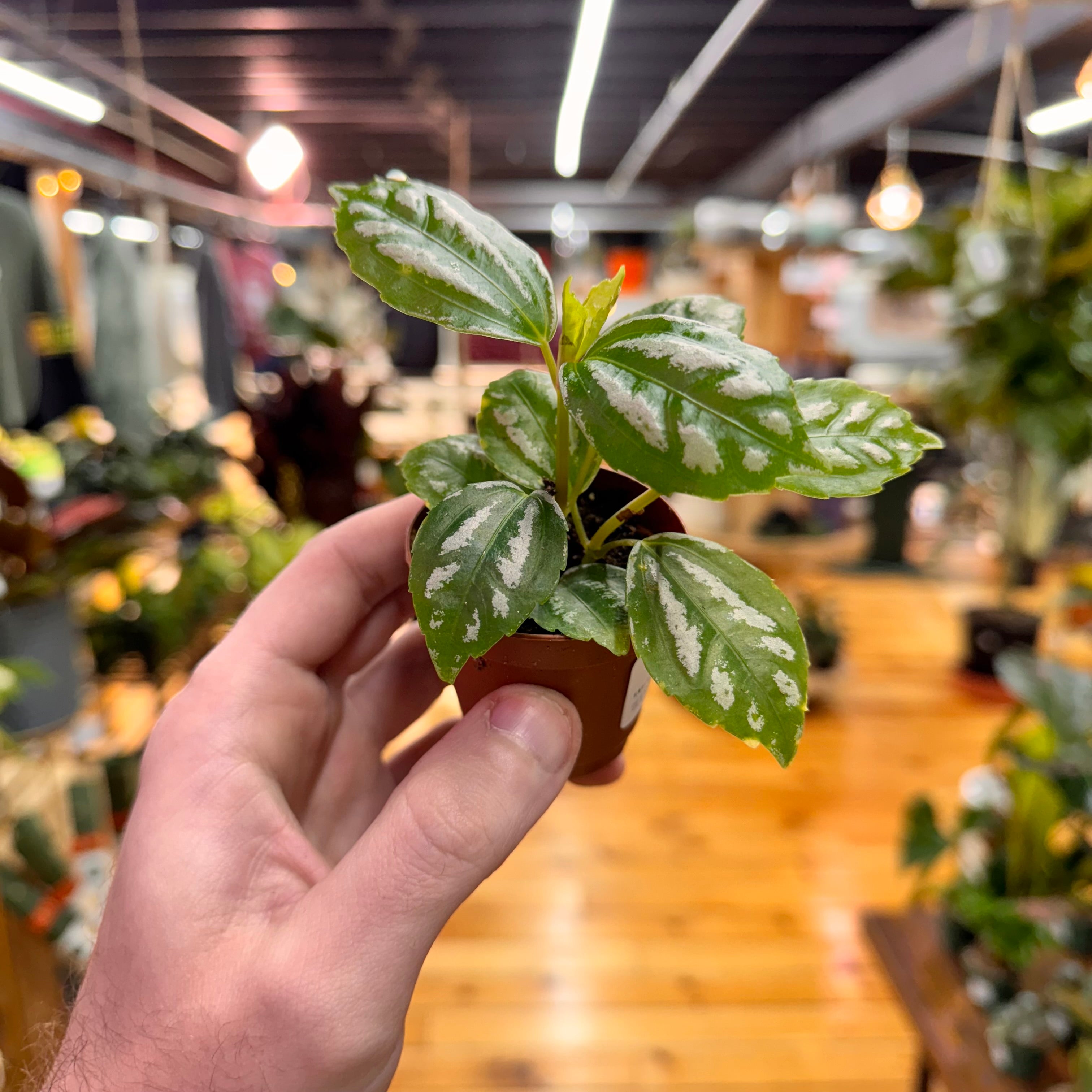 Pilea Aluminum