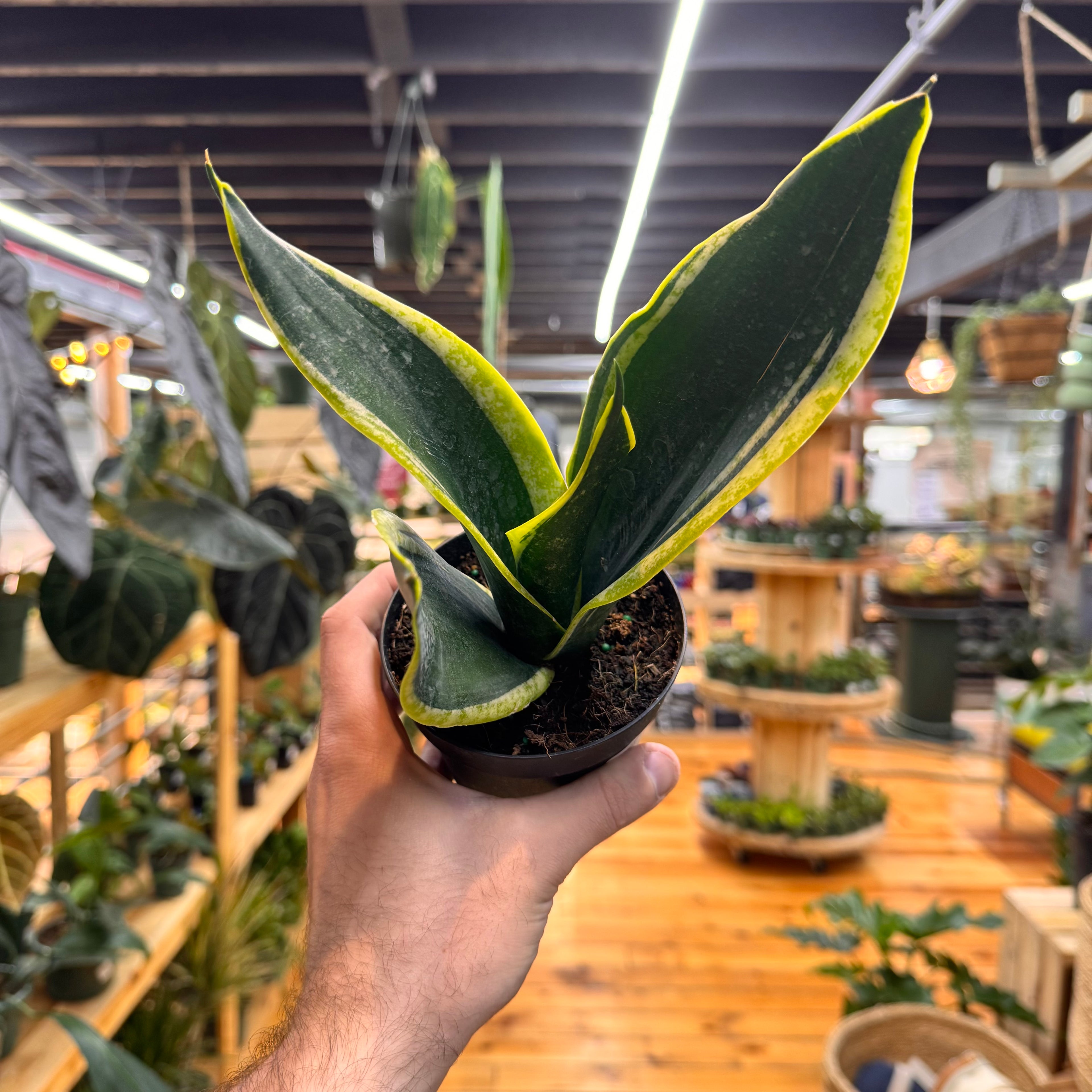 Sansevieria Black Gold