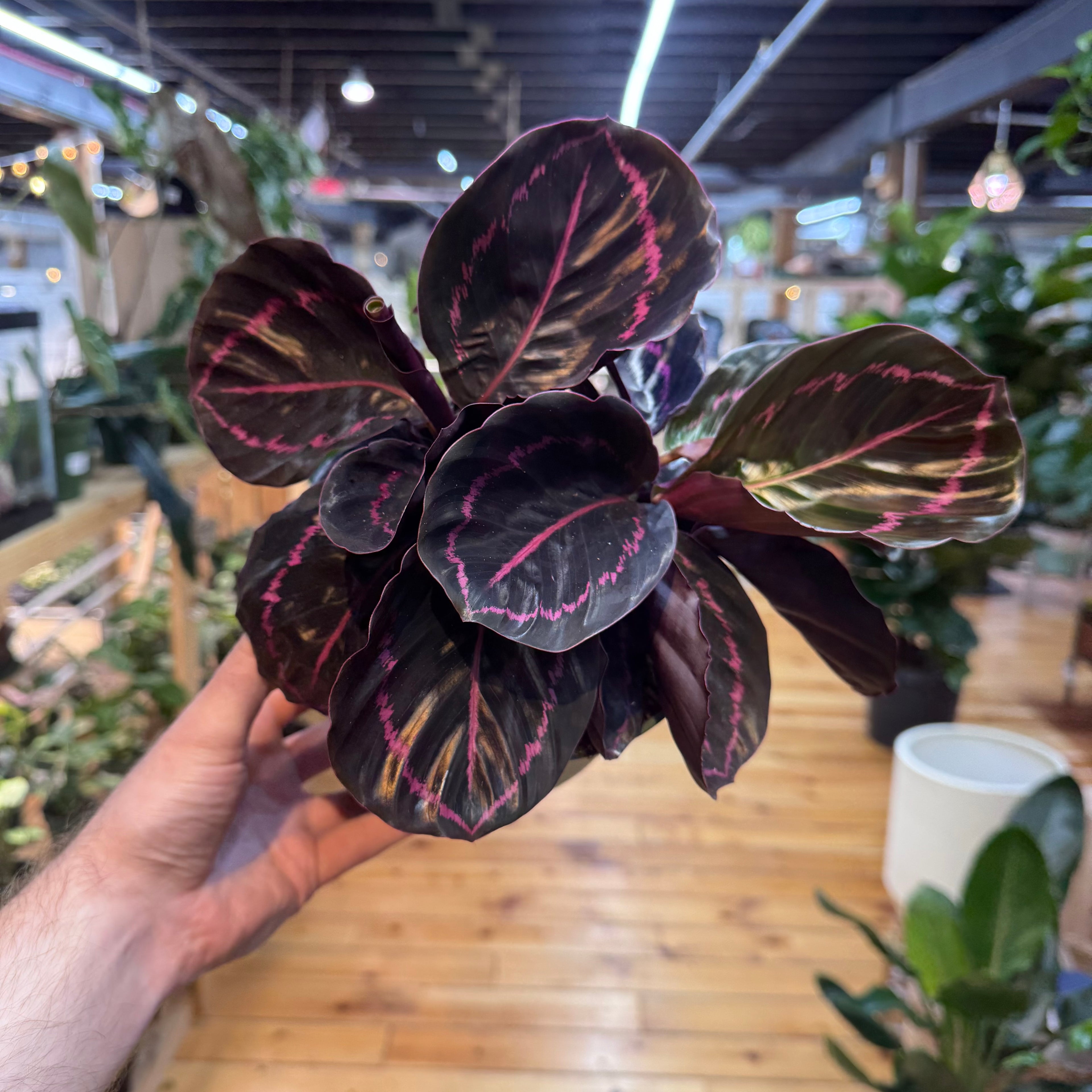Calathea Dottie
