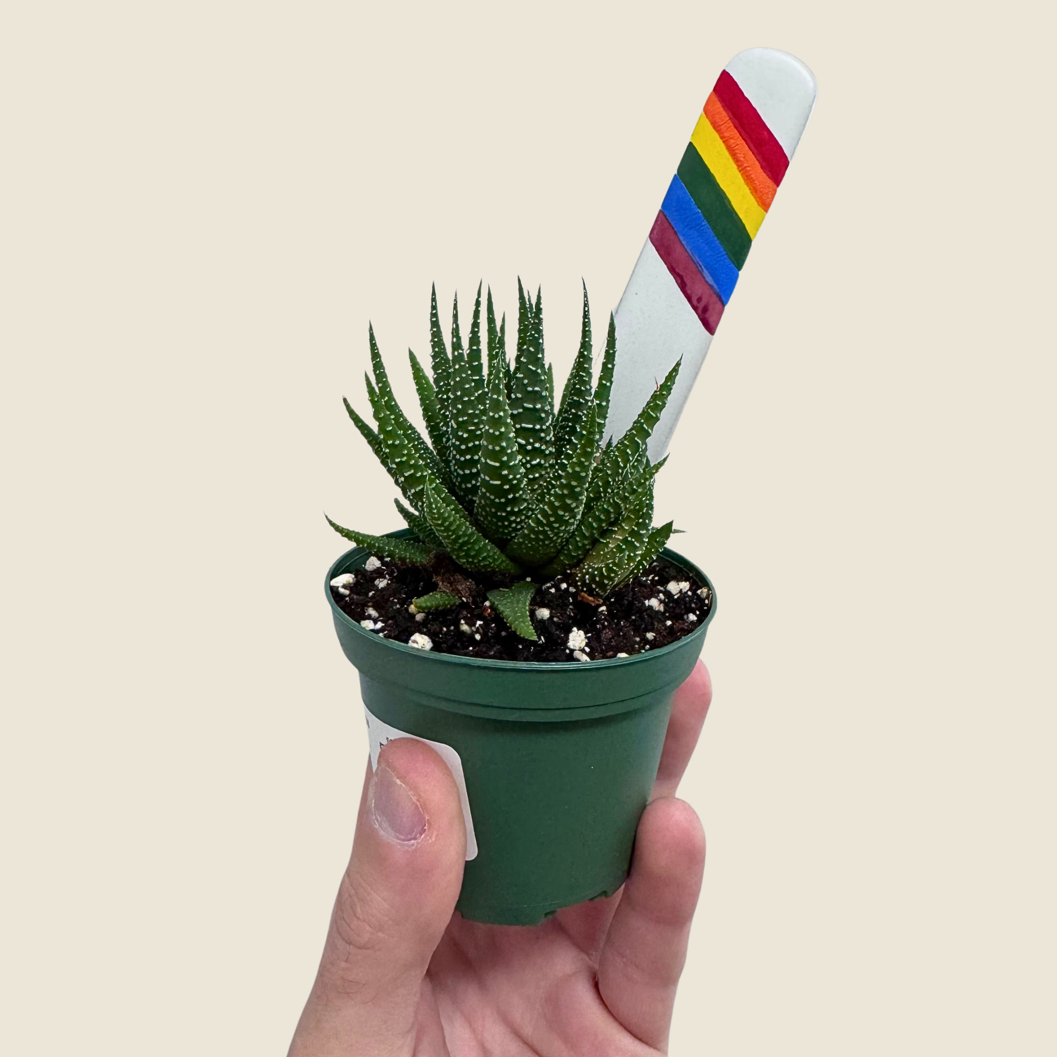 Haworthia Zebra Succulent
