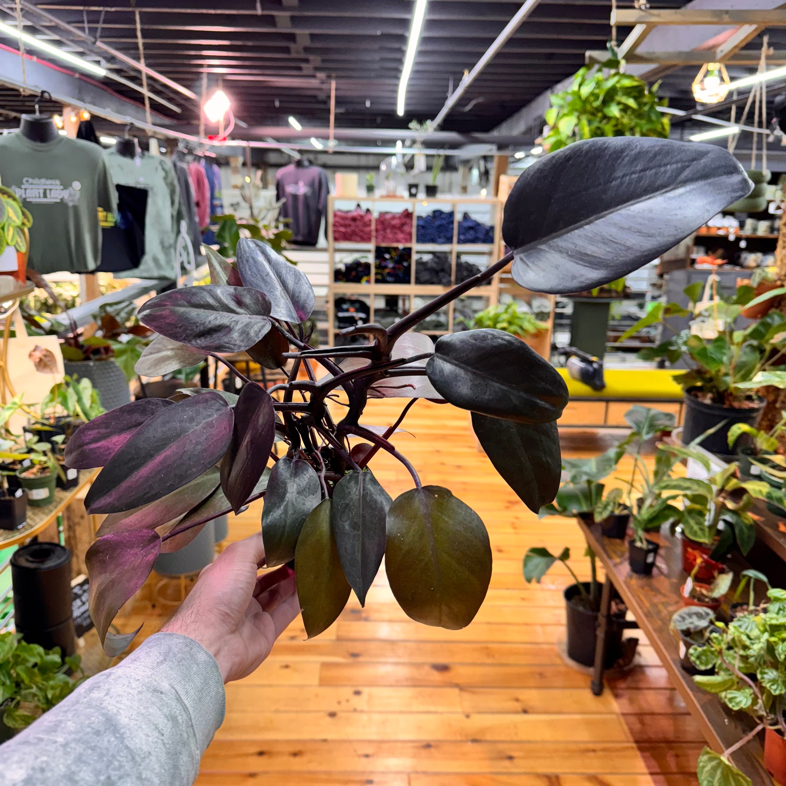 Philodendron Dark Lord