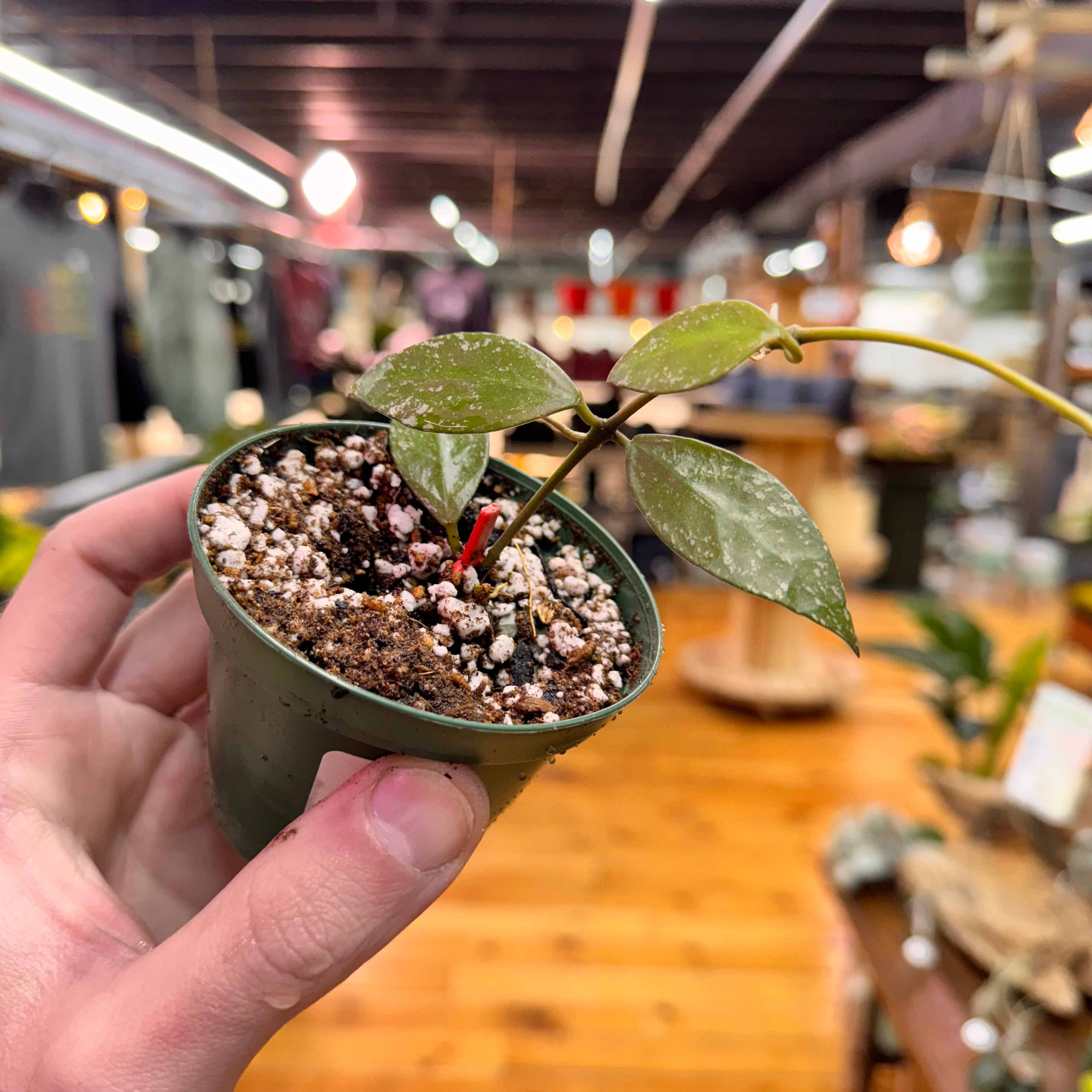 Hoya Nabawanensis