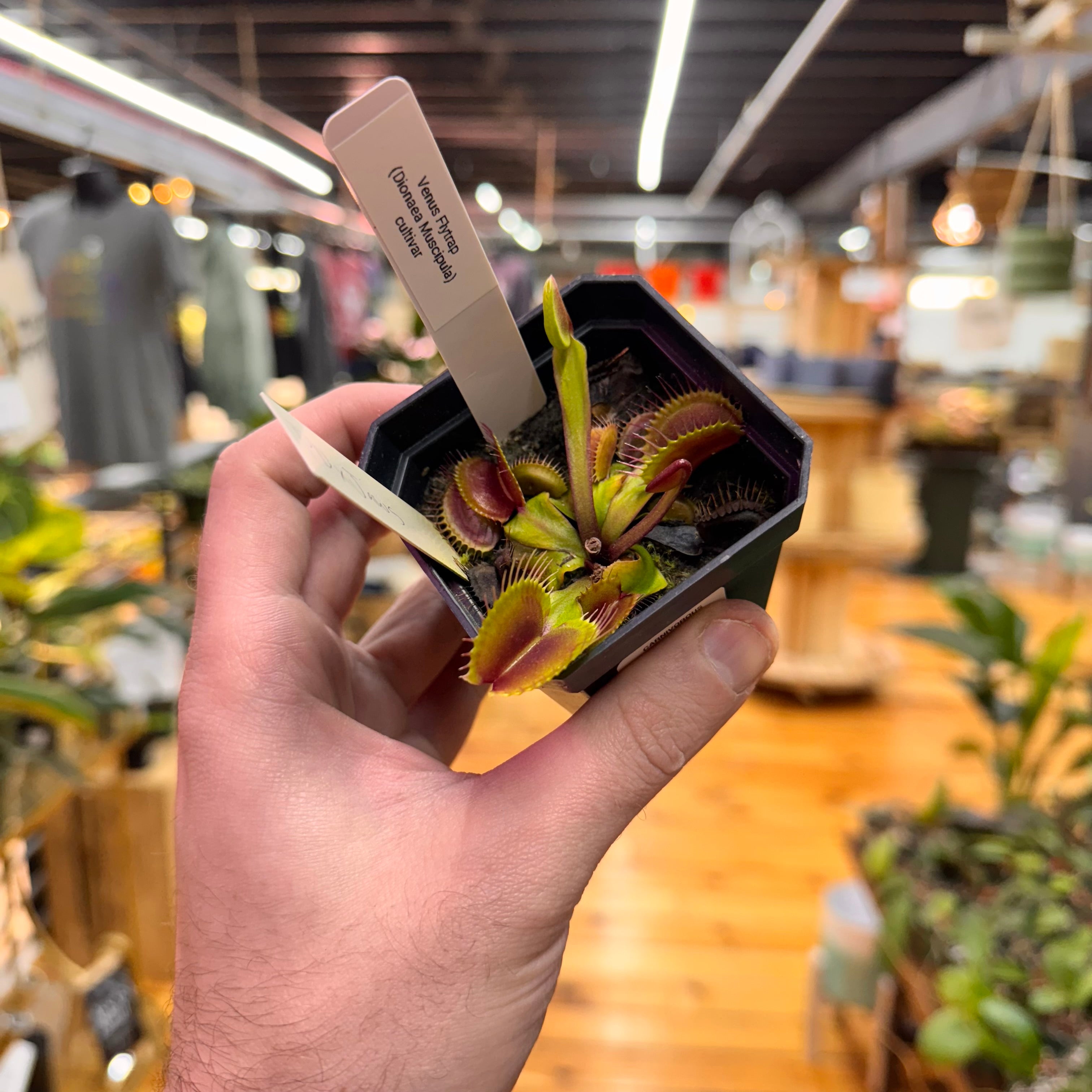Venus Fly Trap