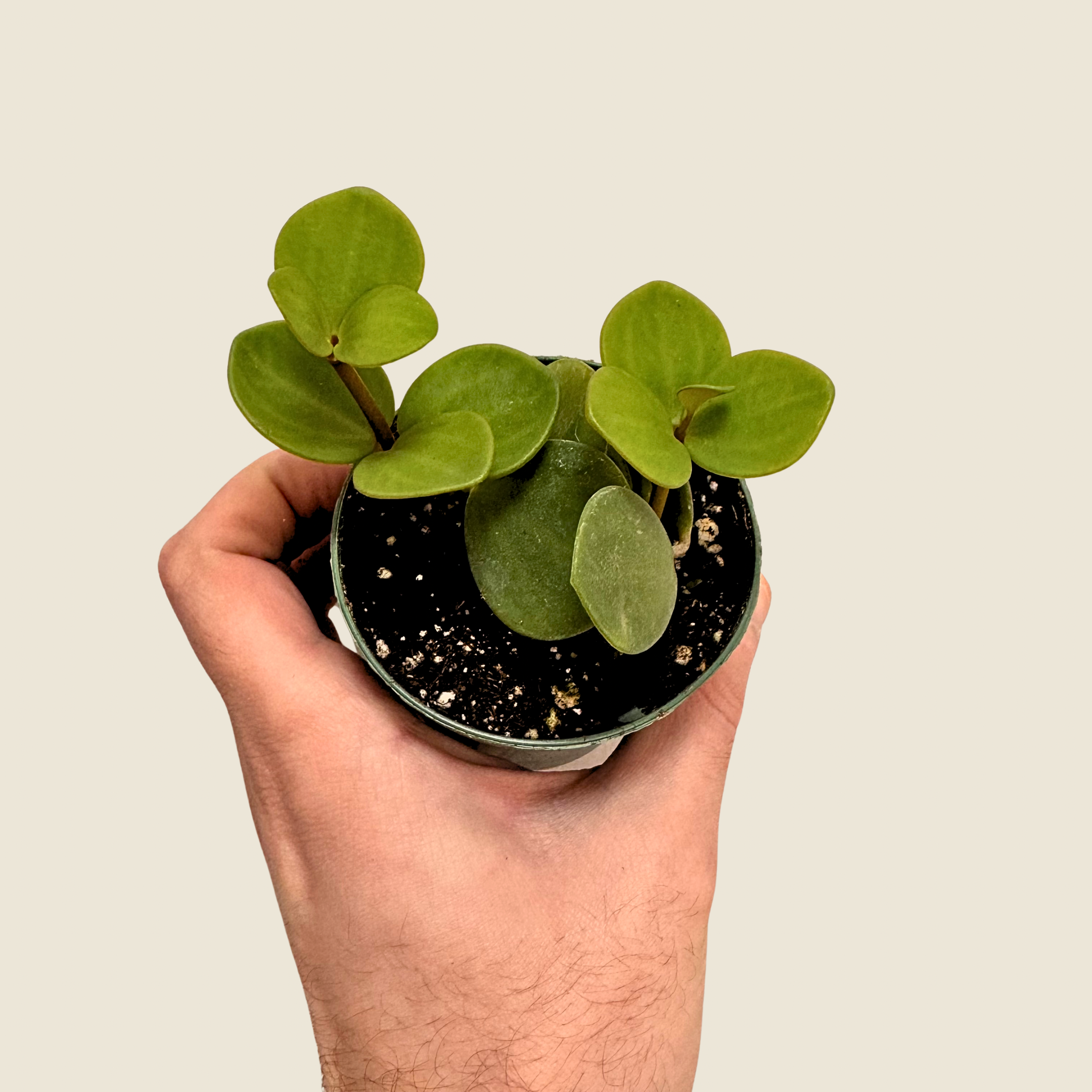 Peperomia Hope