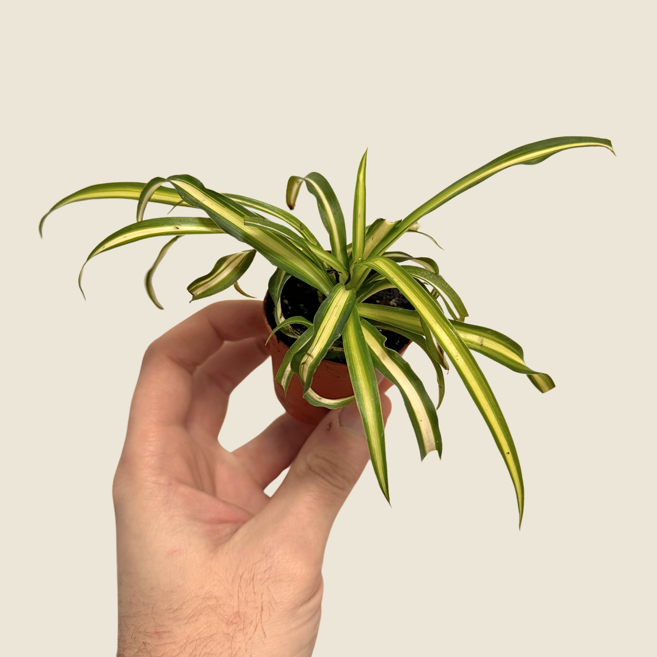 Spider Regular