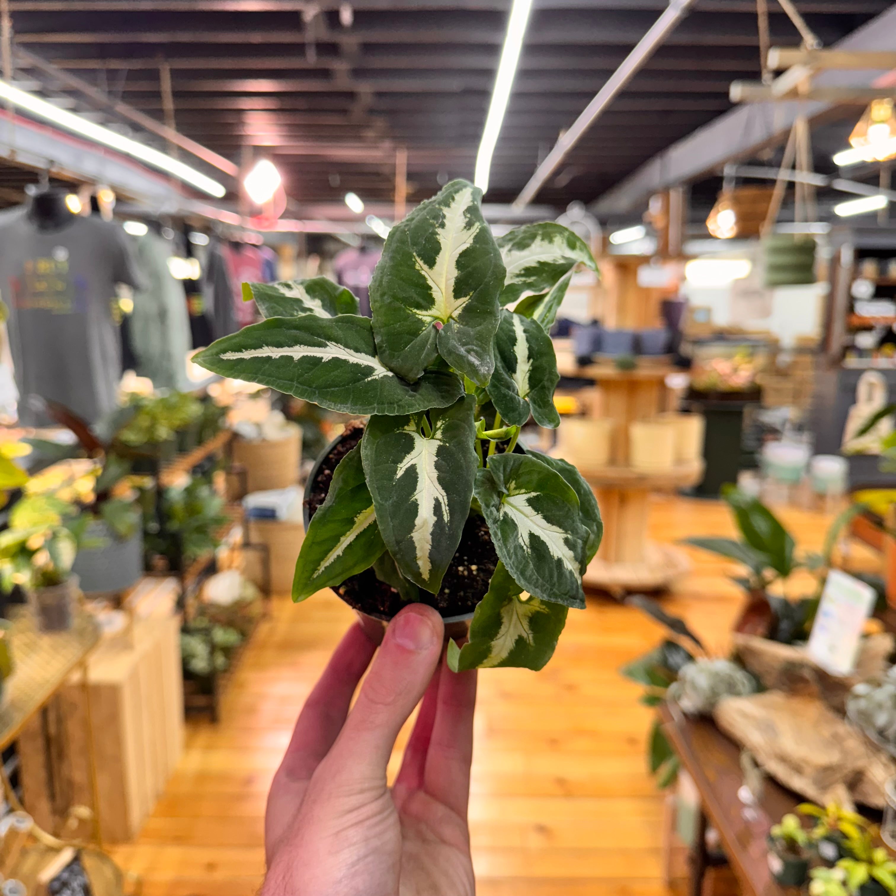 Syngonium Wendlandii Black Velvet