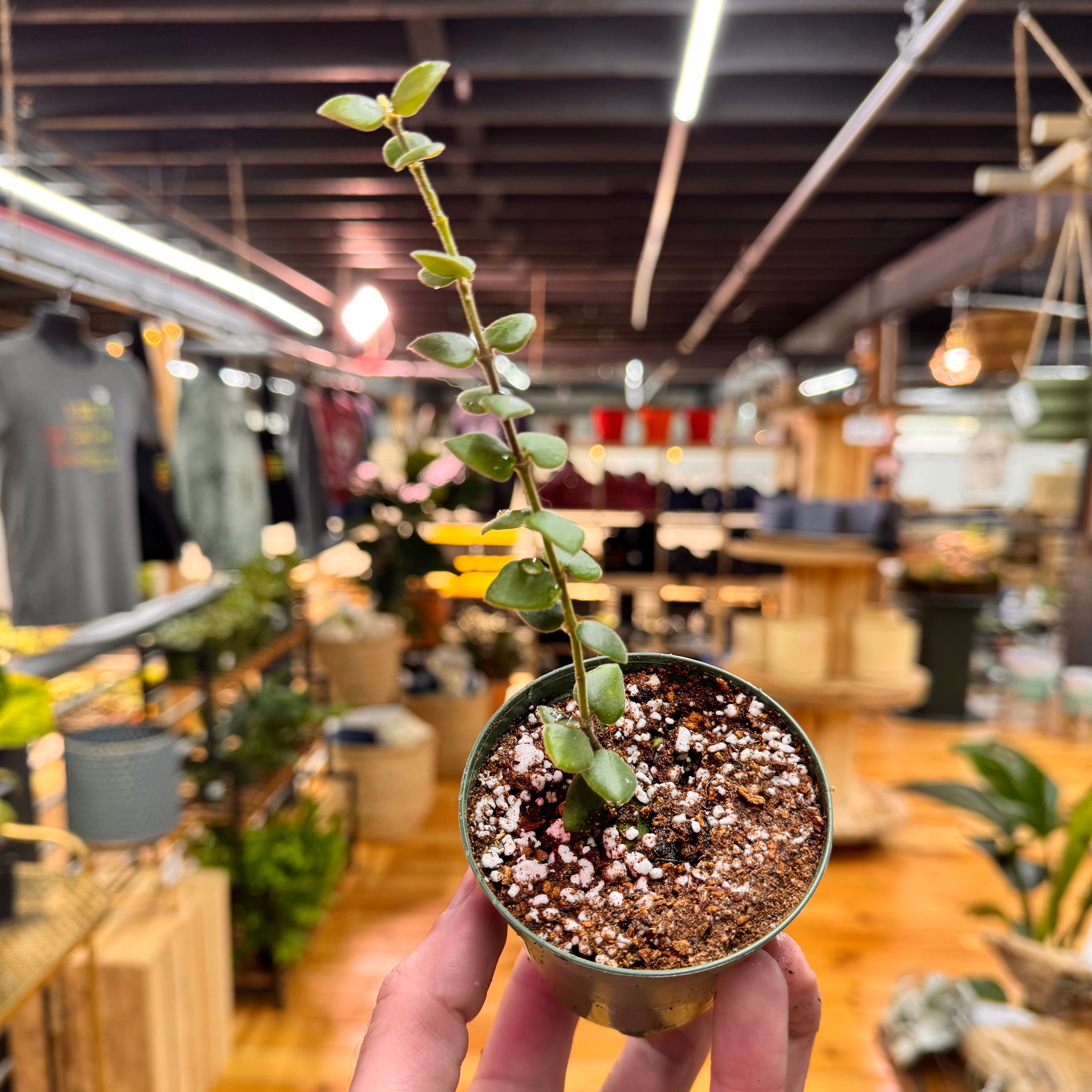 Hoya Chinghungensis